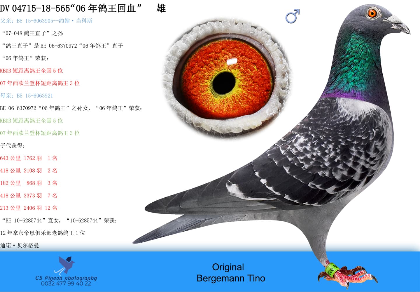 pigeon: undefined