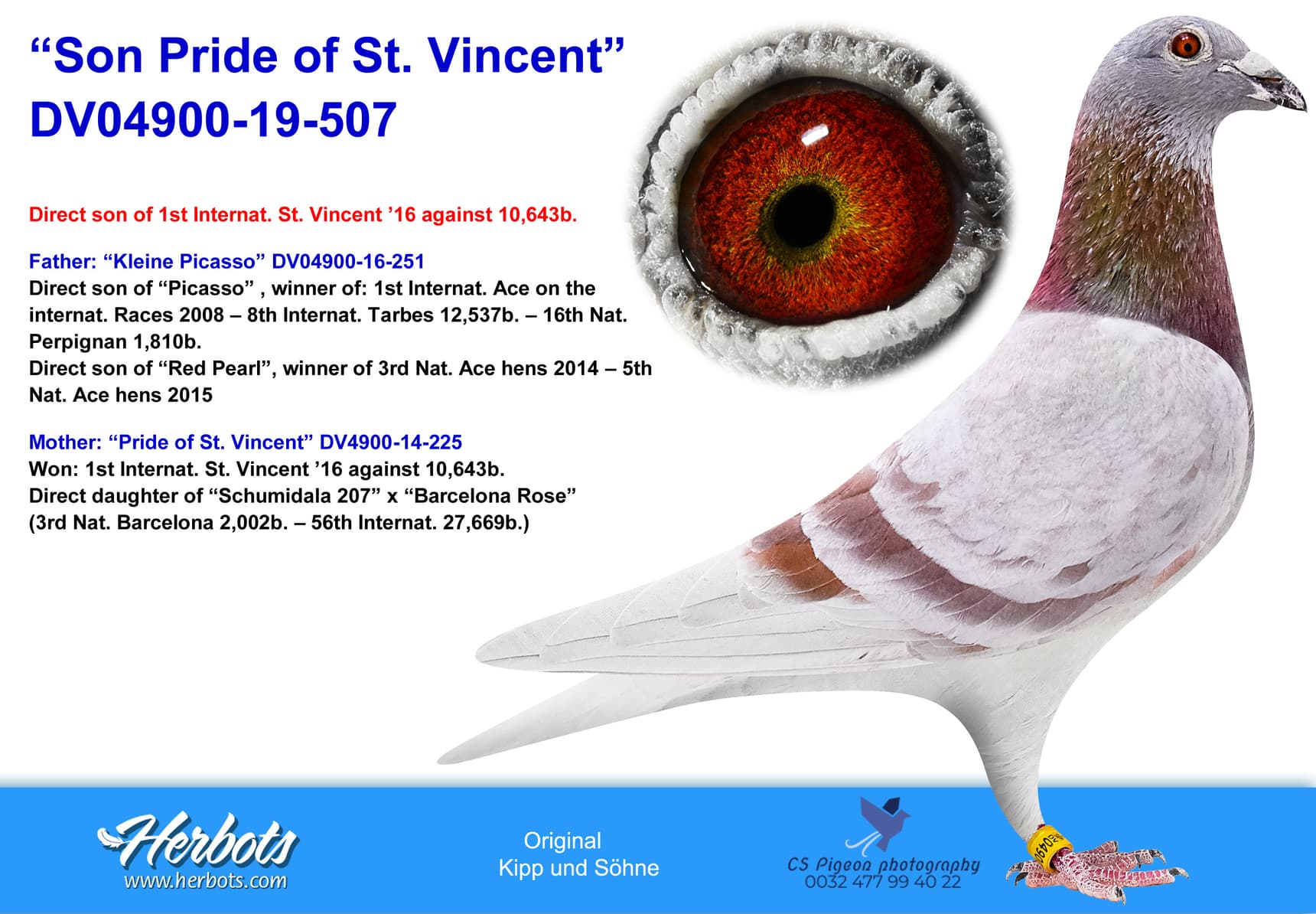 pigeon: “Son Pride of St. Vincent”
