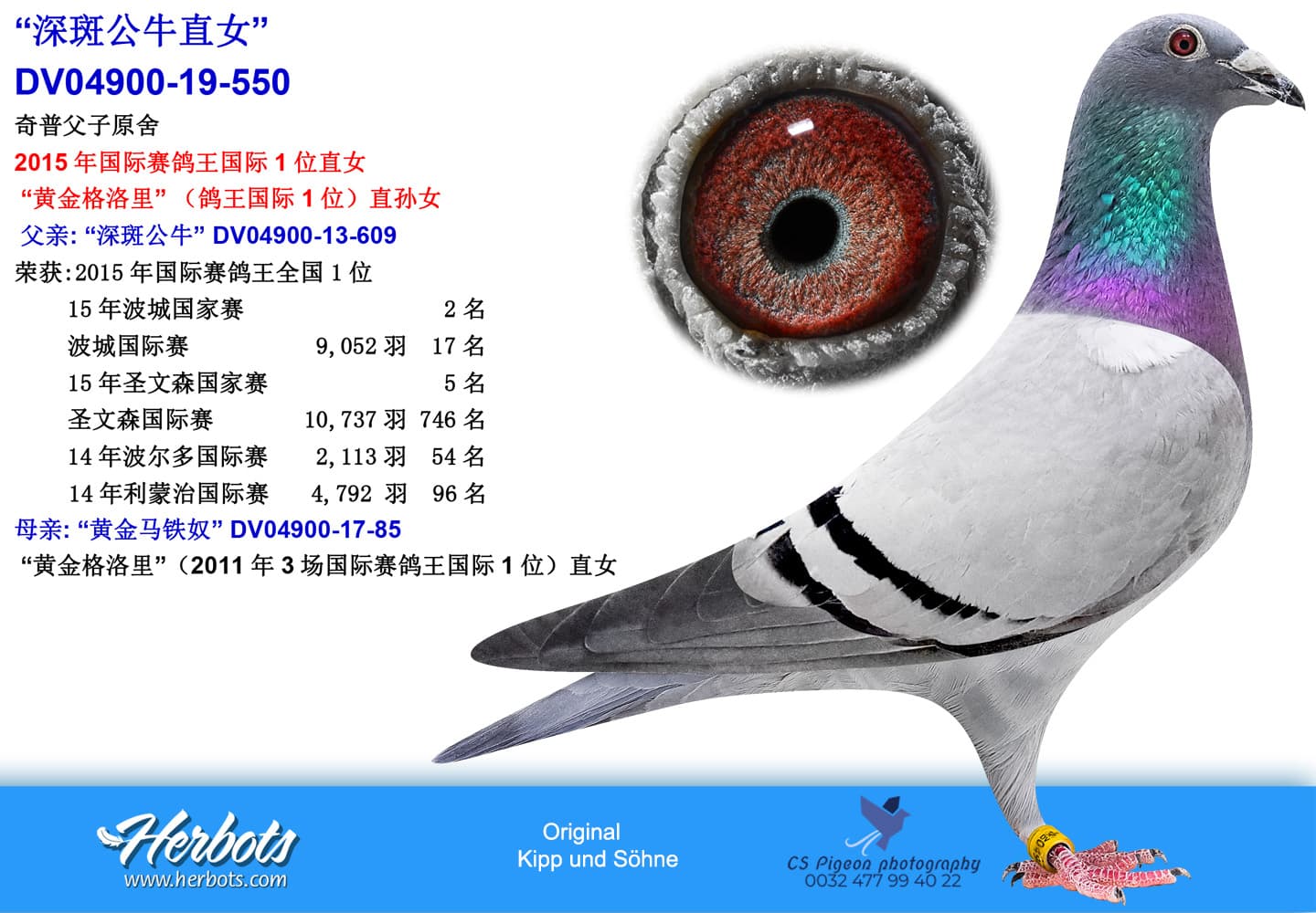pigeon: “深斑公牛直女”