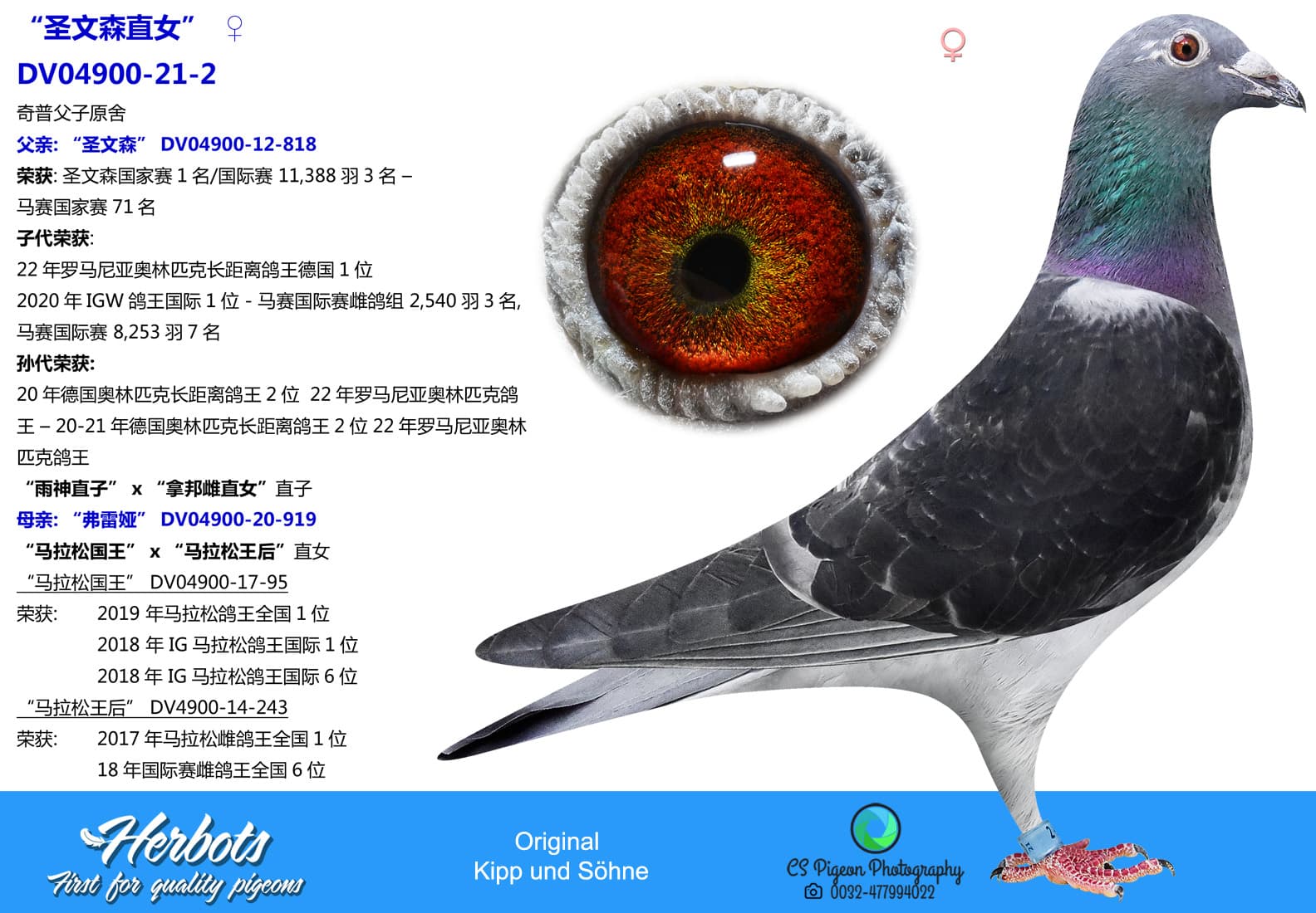 pigeon: undefined