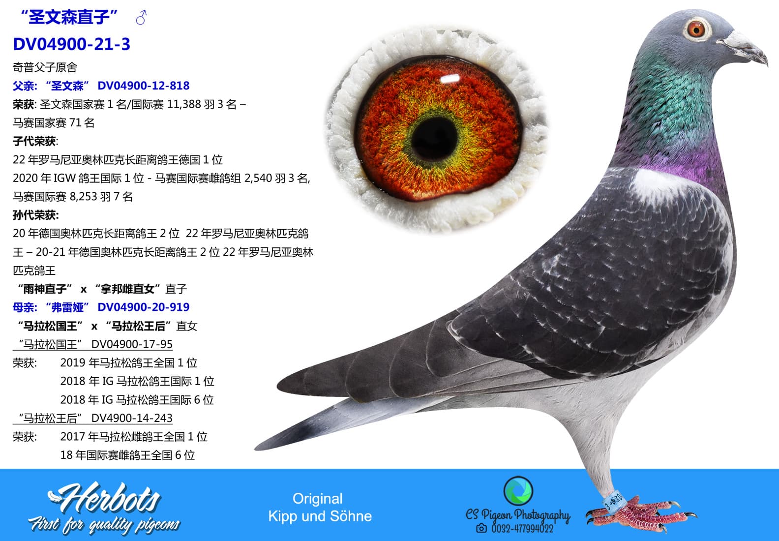 pigeon: undefined