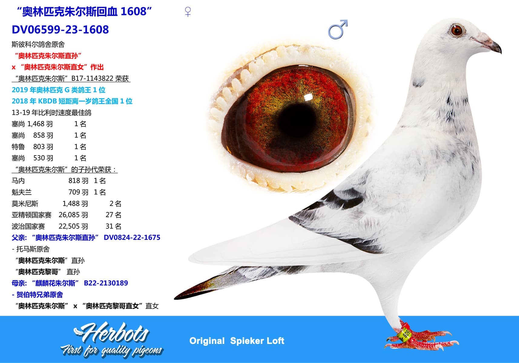 pigeon: “奥林匹克朱尔斯回血1608”