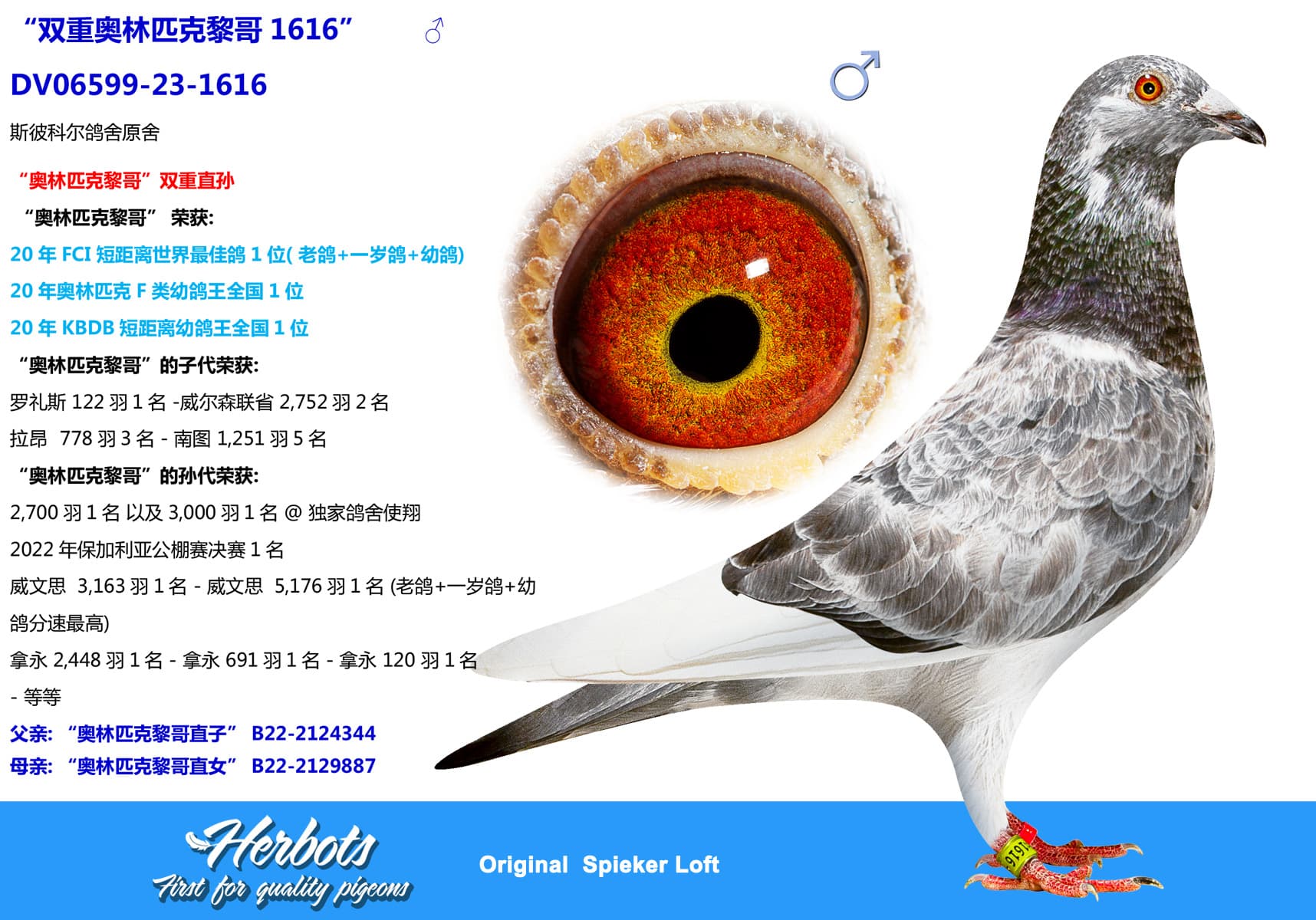 pigeon: “双重奥林匹克黎哥1616”