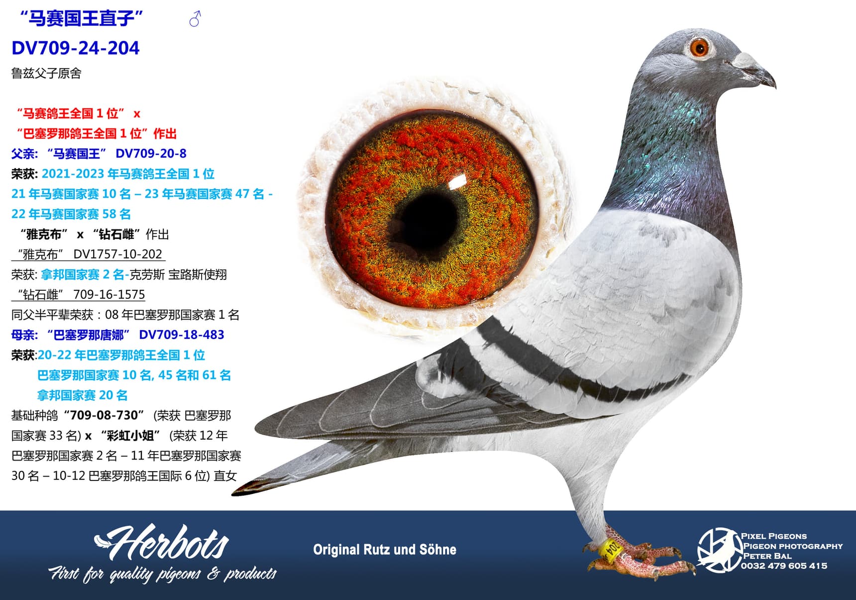 pigeon: undefined