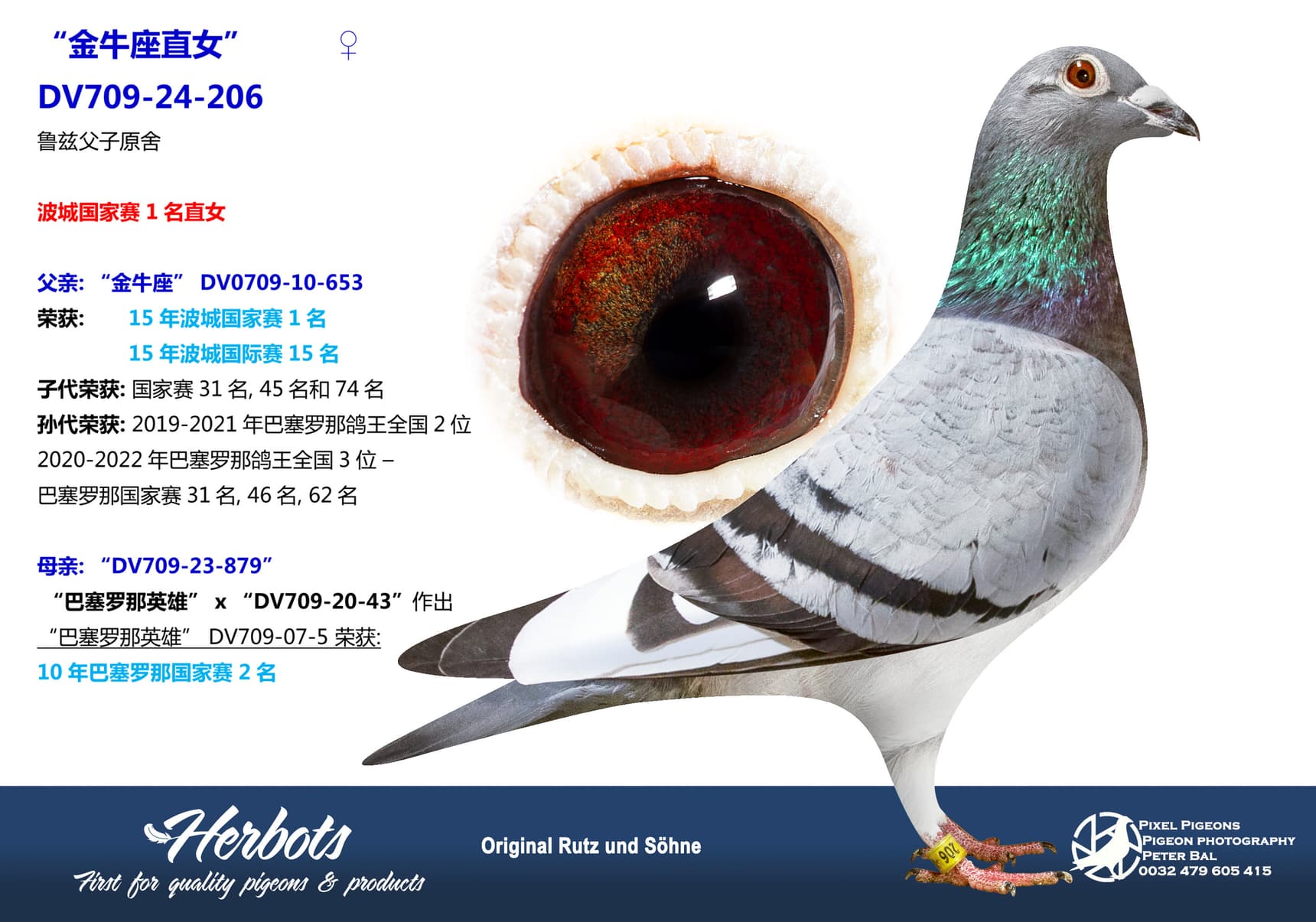 pigeon: undefined