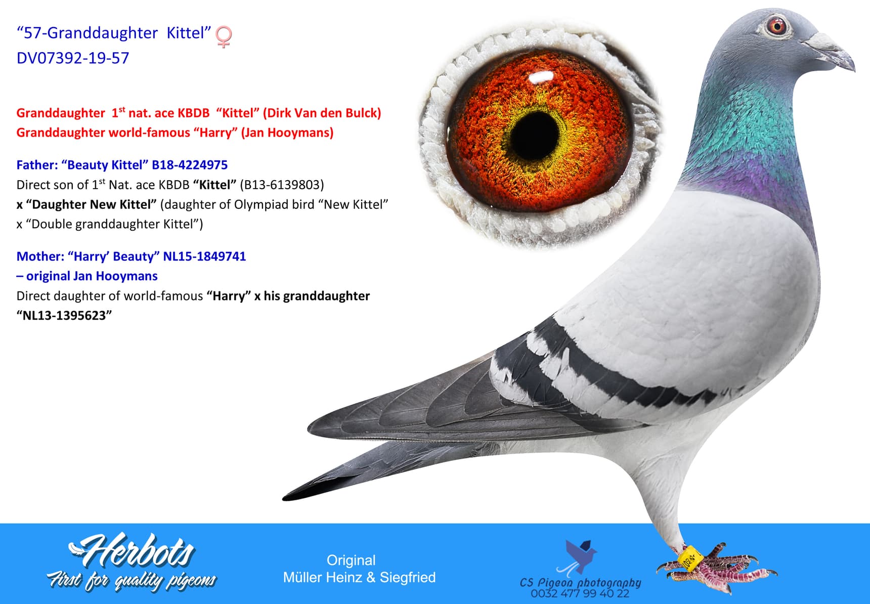 pigeon: undefined