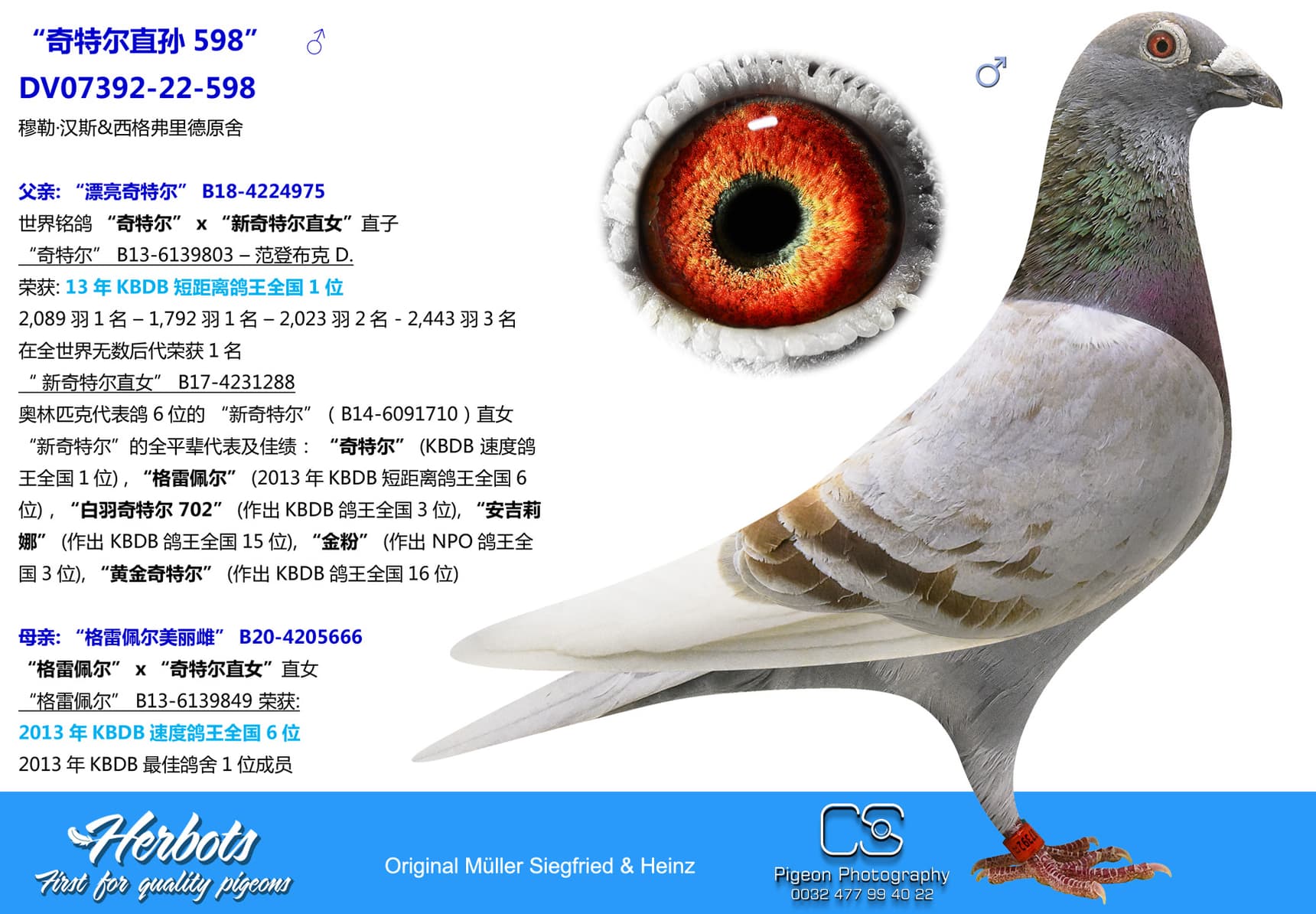 pigeon: undefined