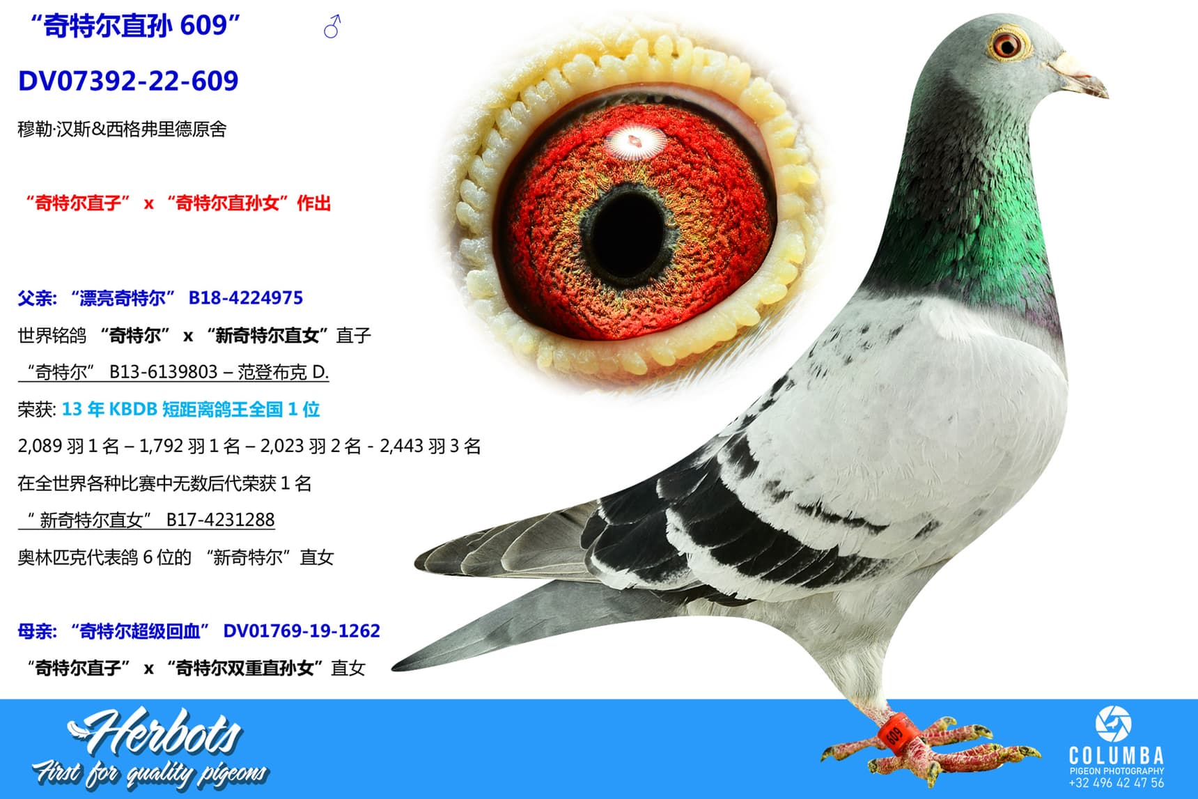 pigeon: “奇特尔直孙609”