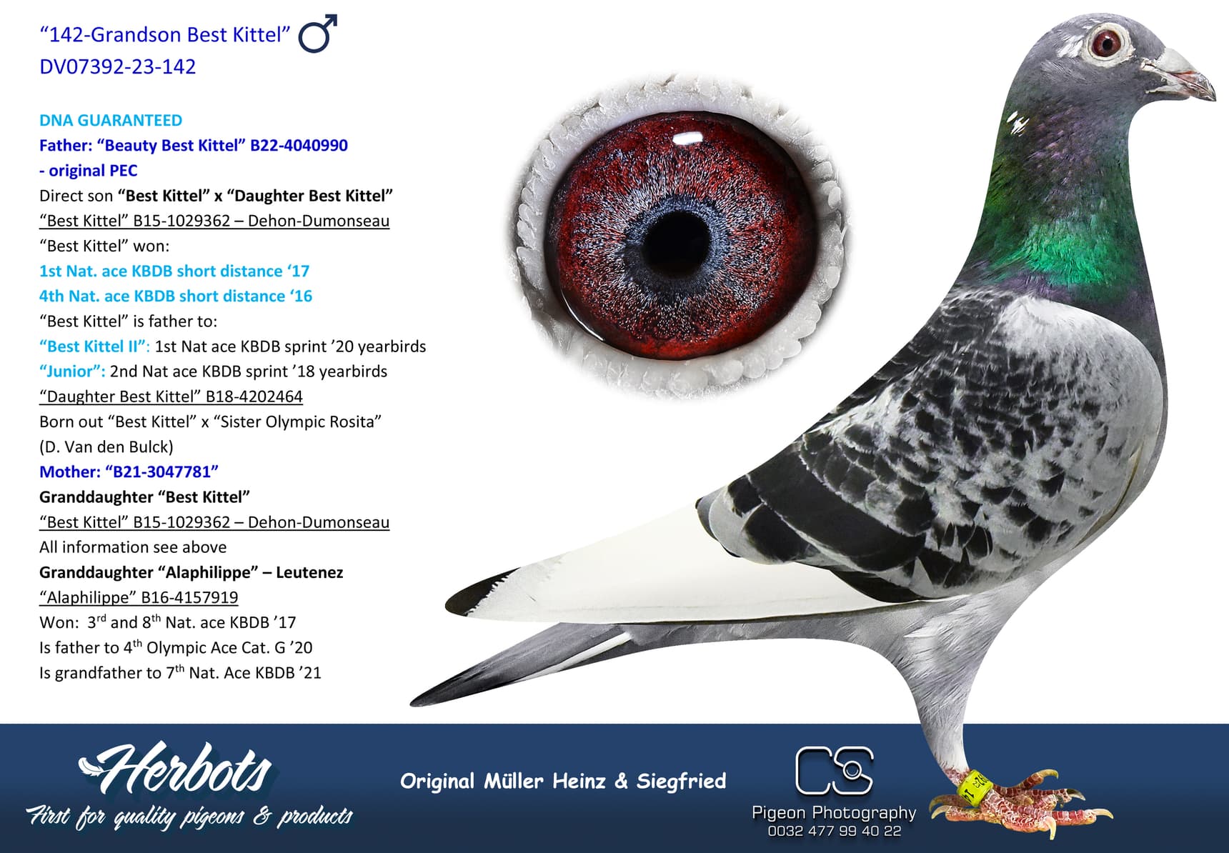 pigeon: “142-Grandson Best Kittel”