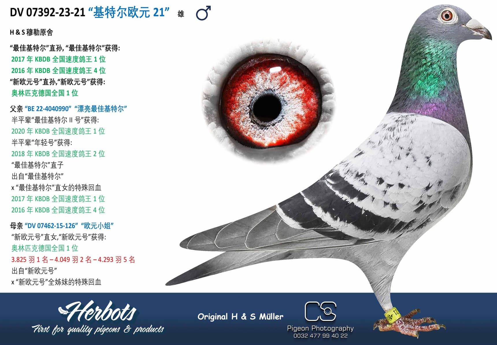 pigeon: undefined