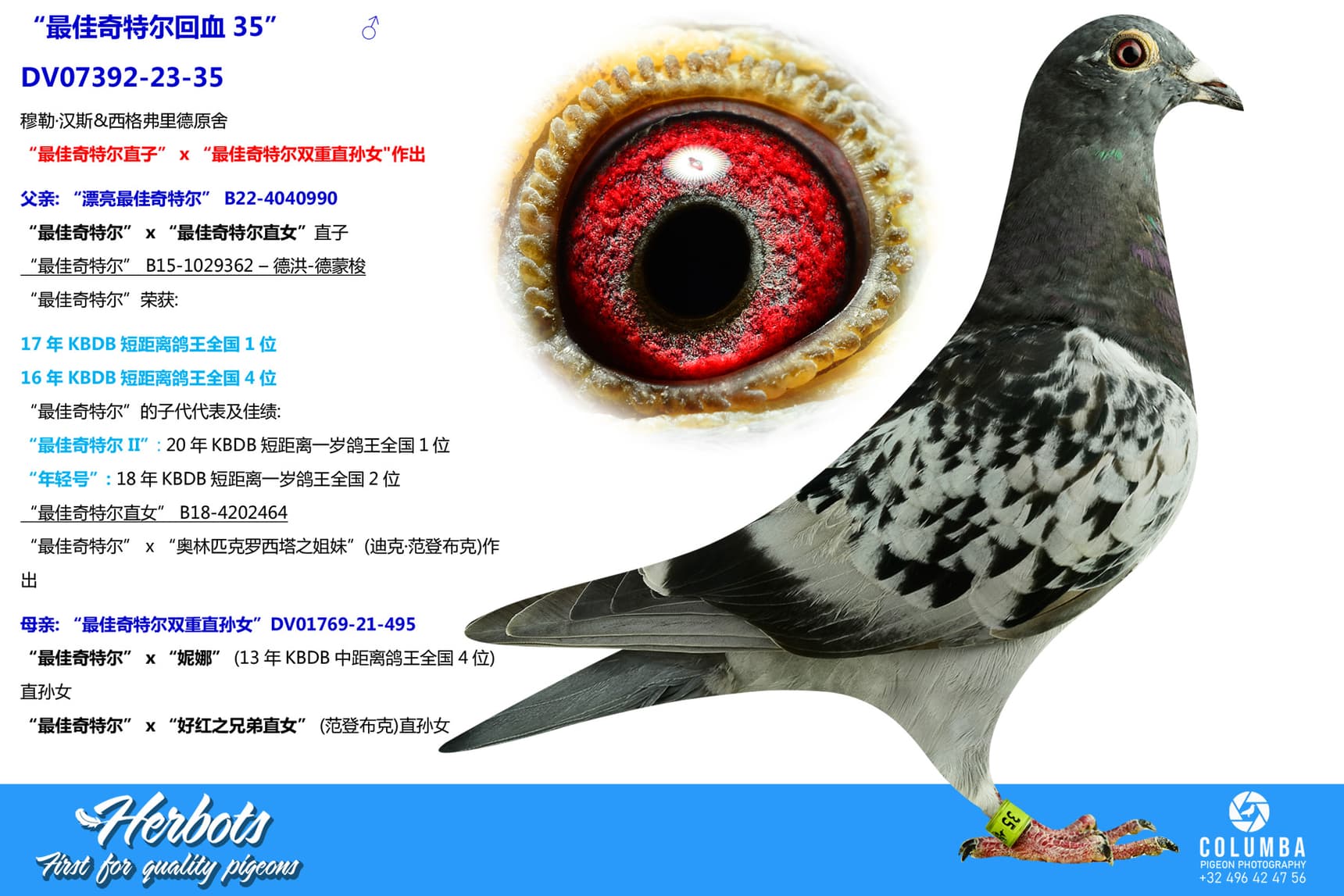 pigeon: “最佳奇特尔回血35”