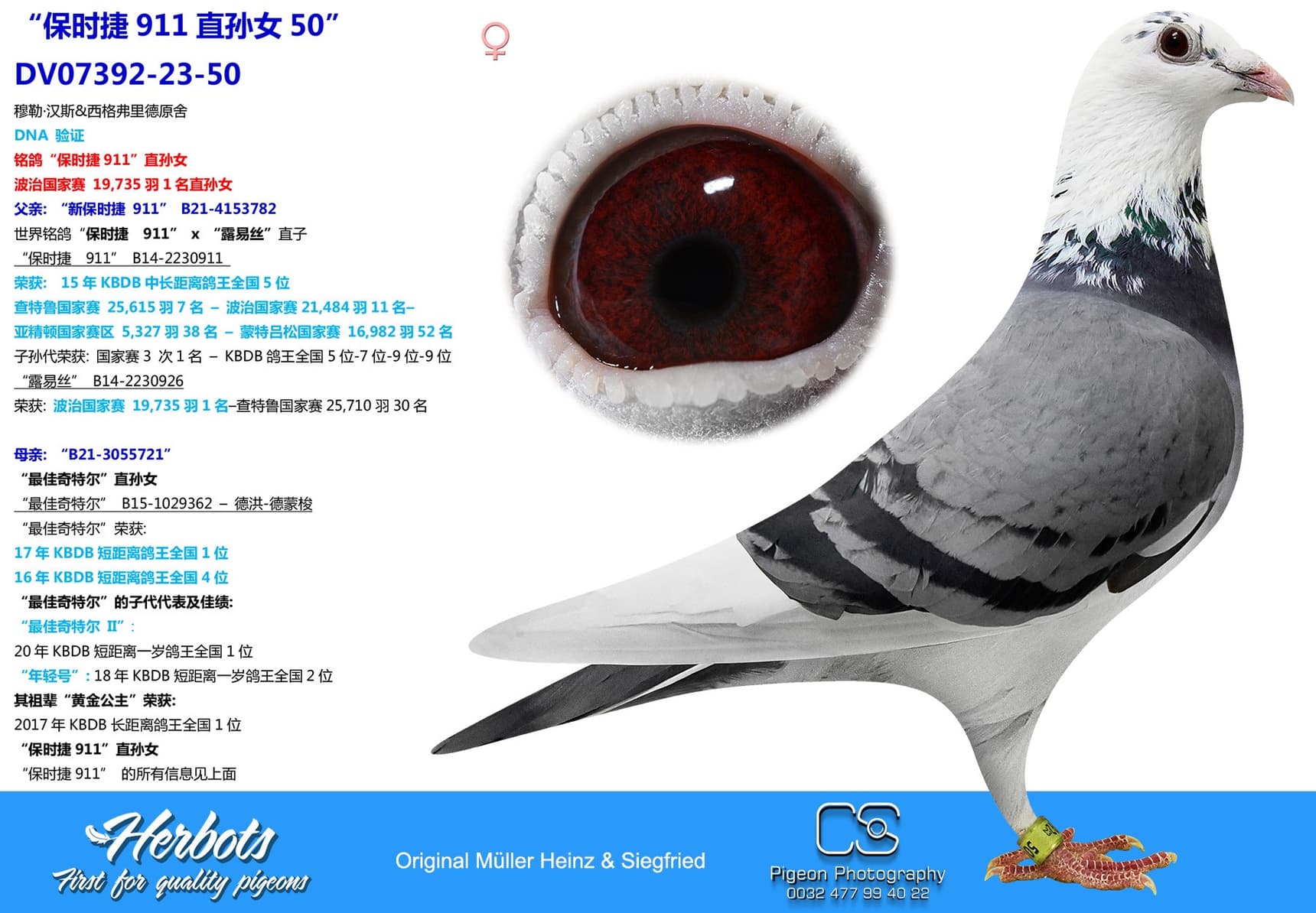 pigeon: “保时捷911直孙女50"