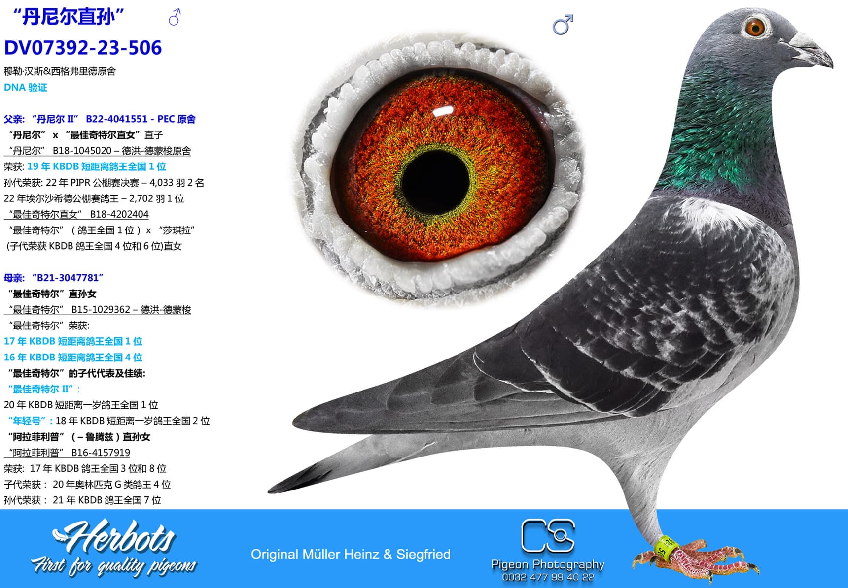 pigeon: “丹尼尔直孙”