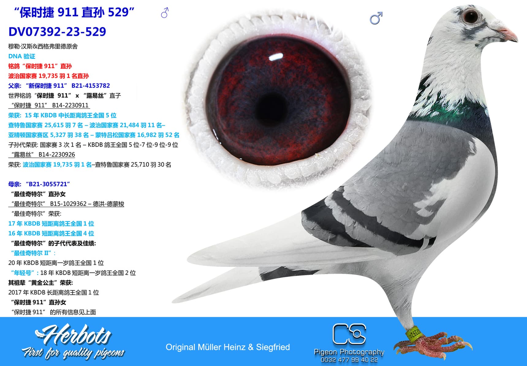 pigeon: “保时捷 911直孙529”