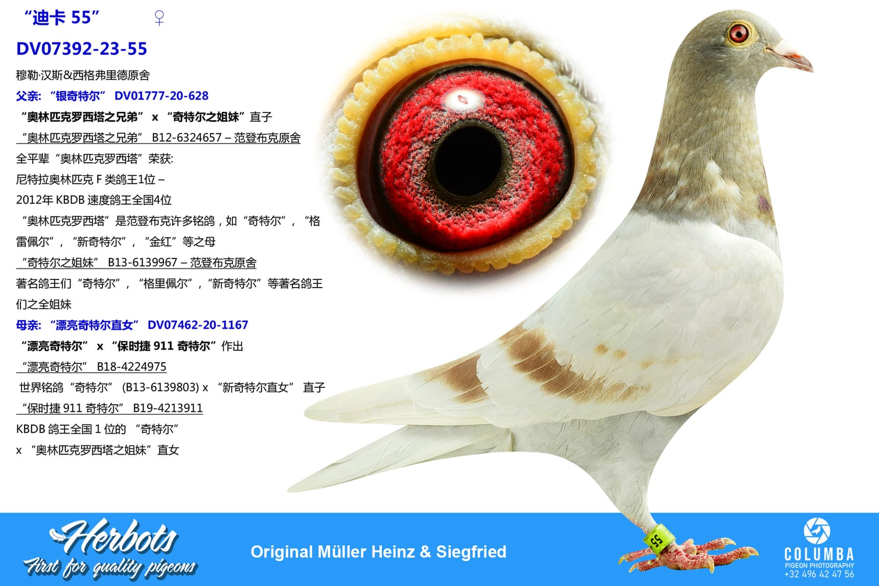 Pigeon Digest 新春特別号 54号 Pigeon Digest 新春特別号 54号 Pigeon Digest 新春特別号 54号