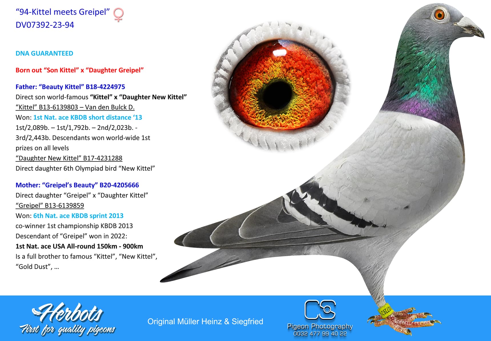 pigeon: “94-Kittel meets Greipel”