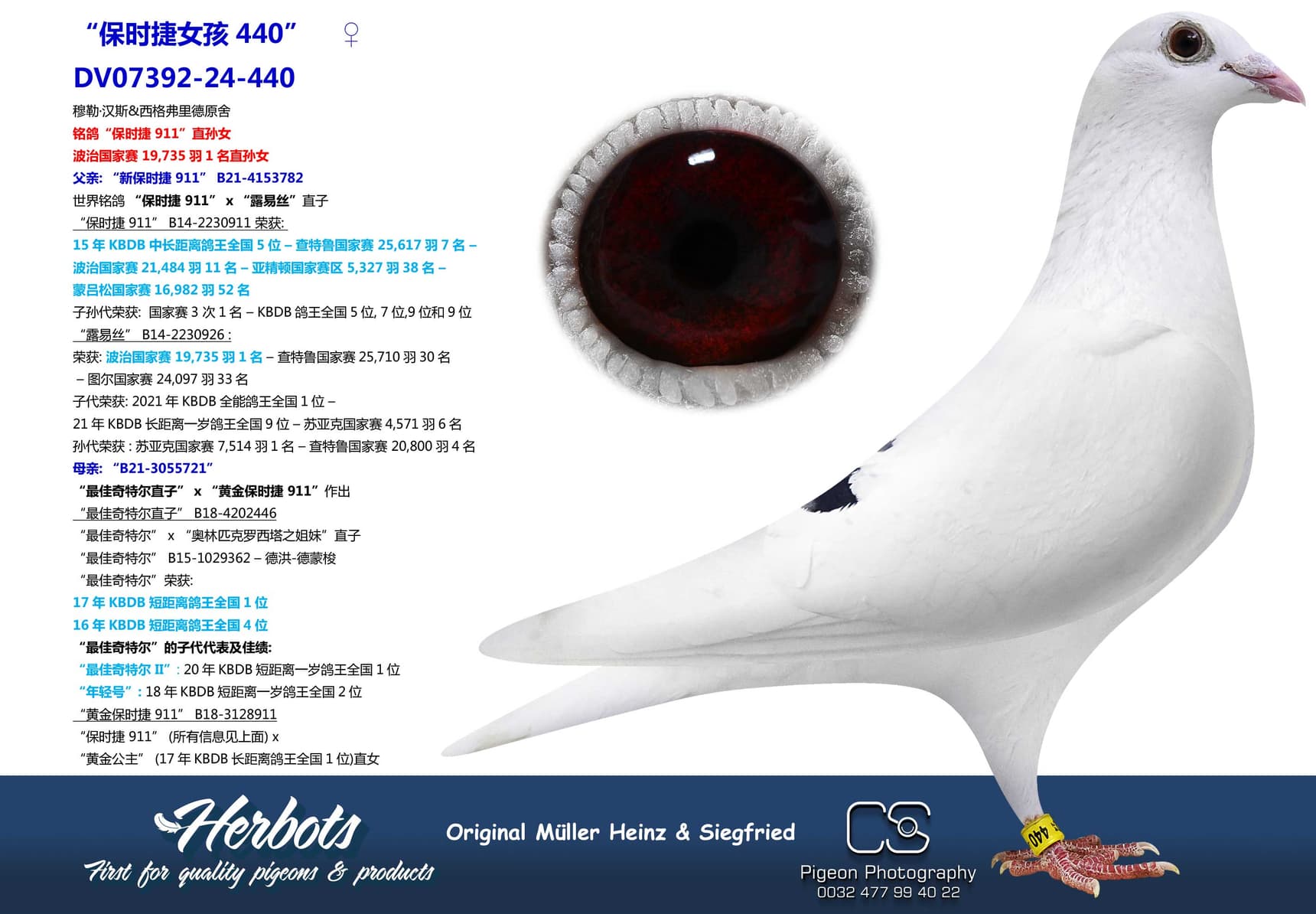 pigeon: “保时捷女孩440”