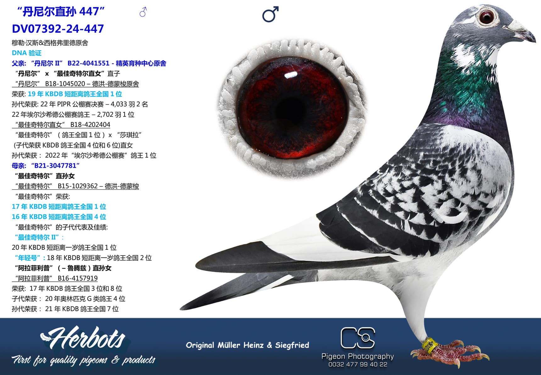 pigeon: undefined