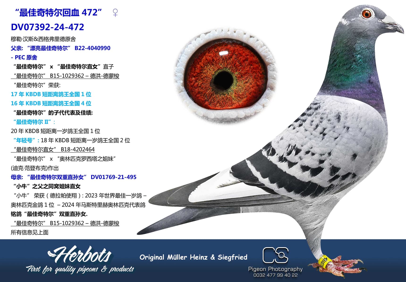 pigeon: “最佳奇特尔回血472”