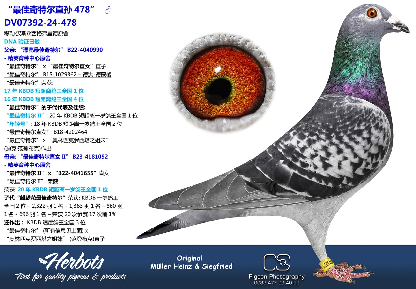 pigeon: “最佳奇特尔直孙478”