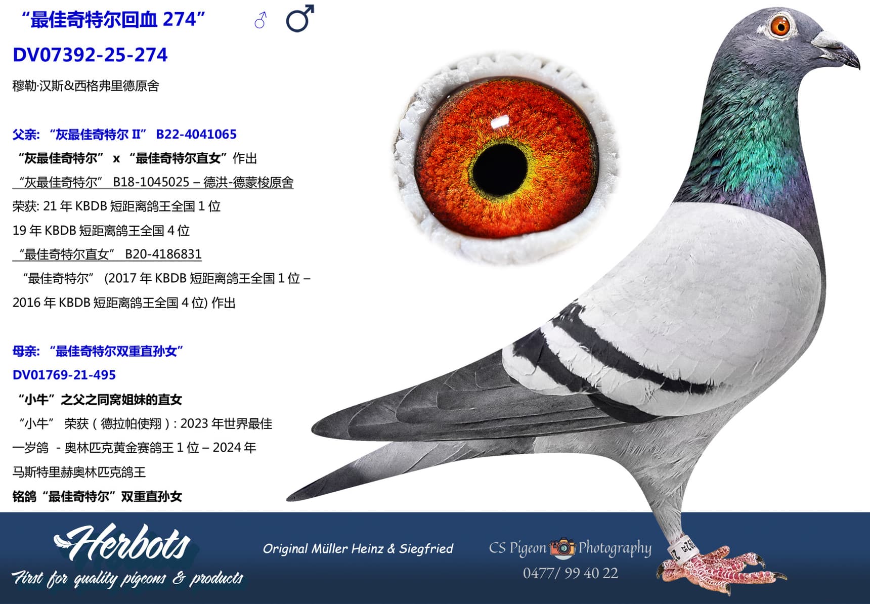 pigeon: undefined