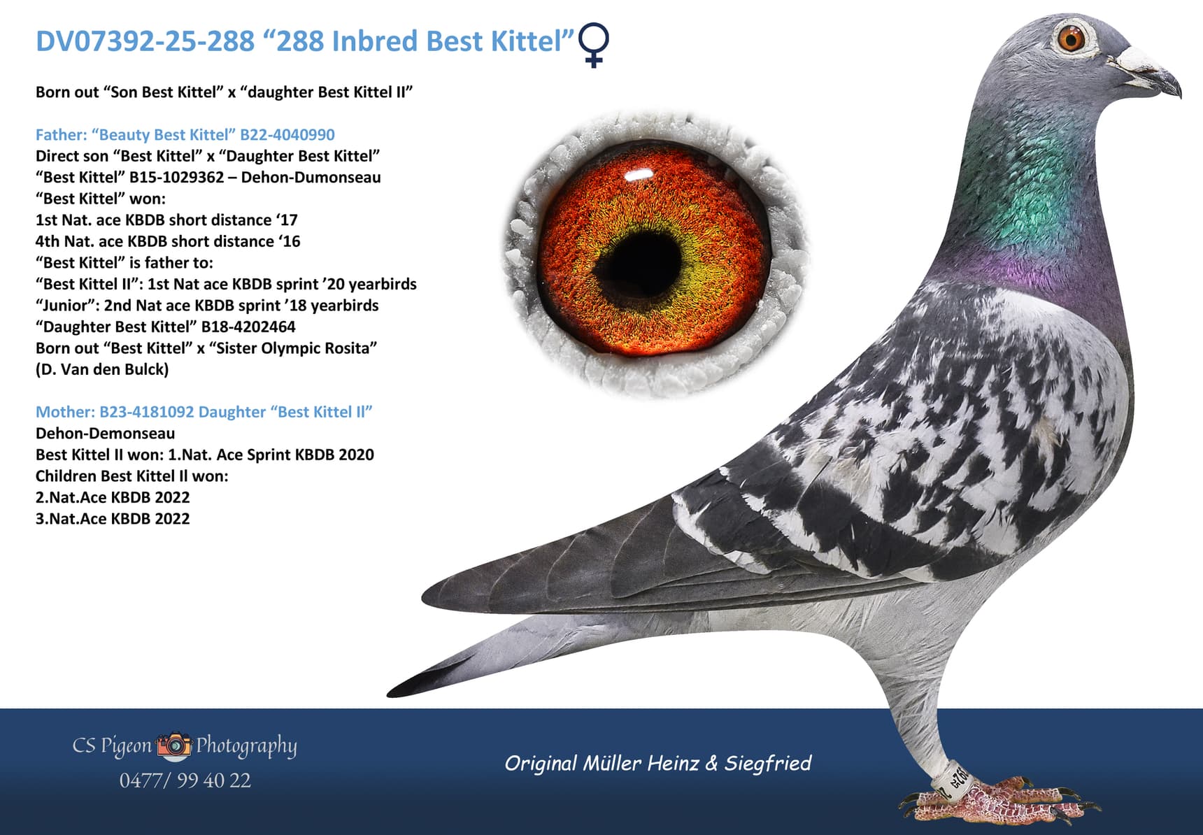 "288 Inbred Best Kittel"