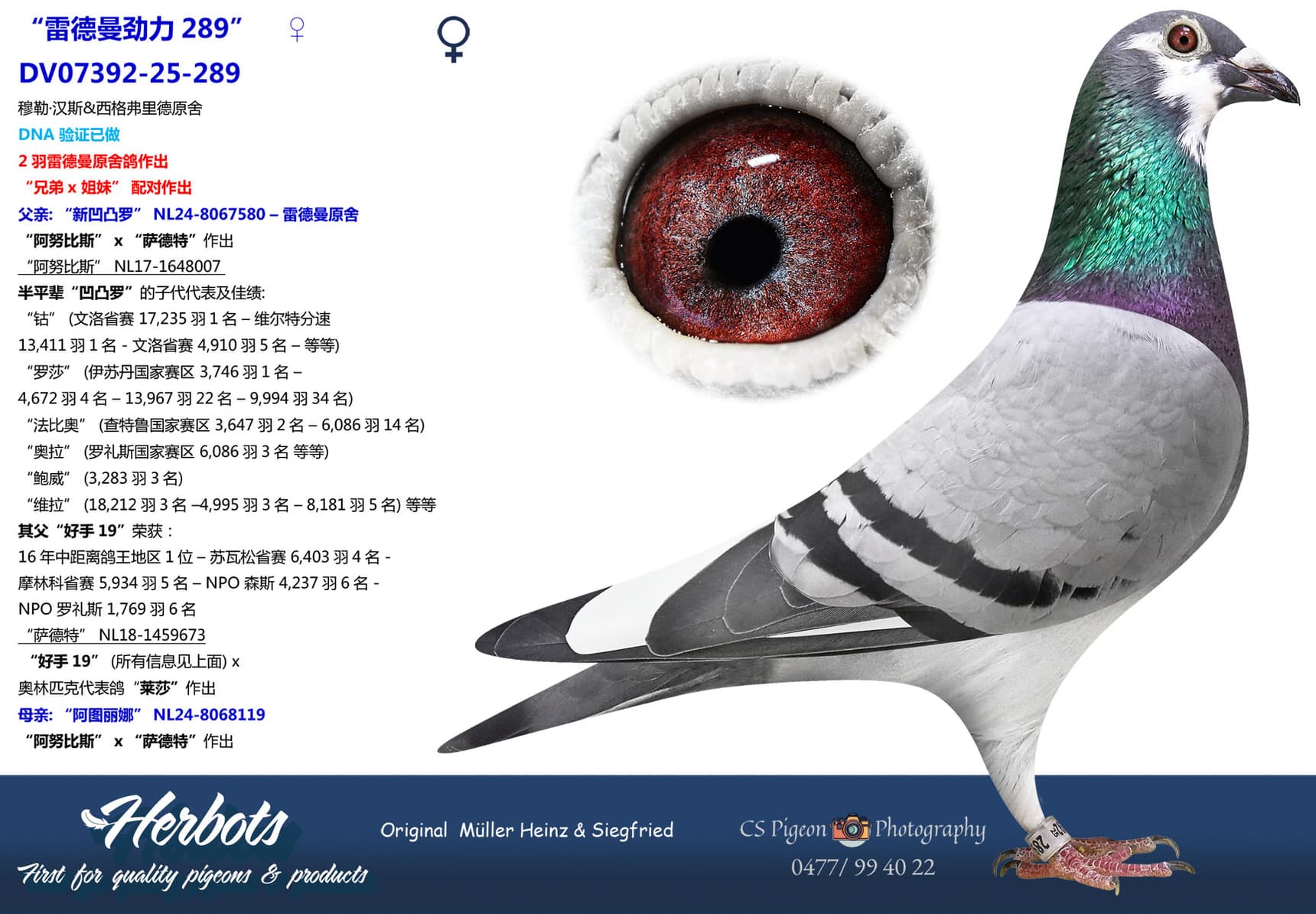 pigeon: undefined