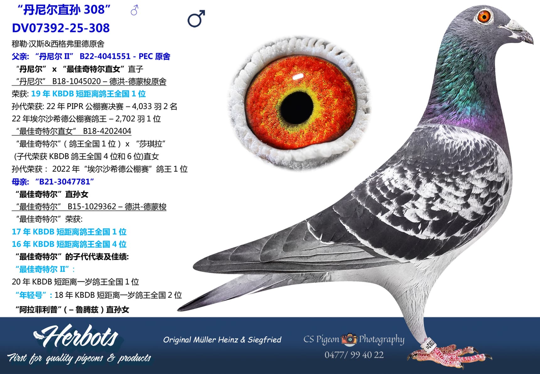 pigeon: undefined