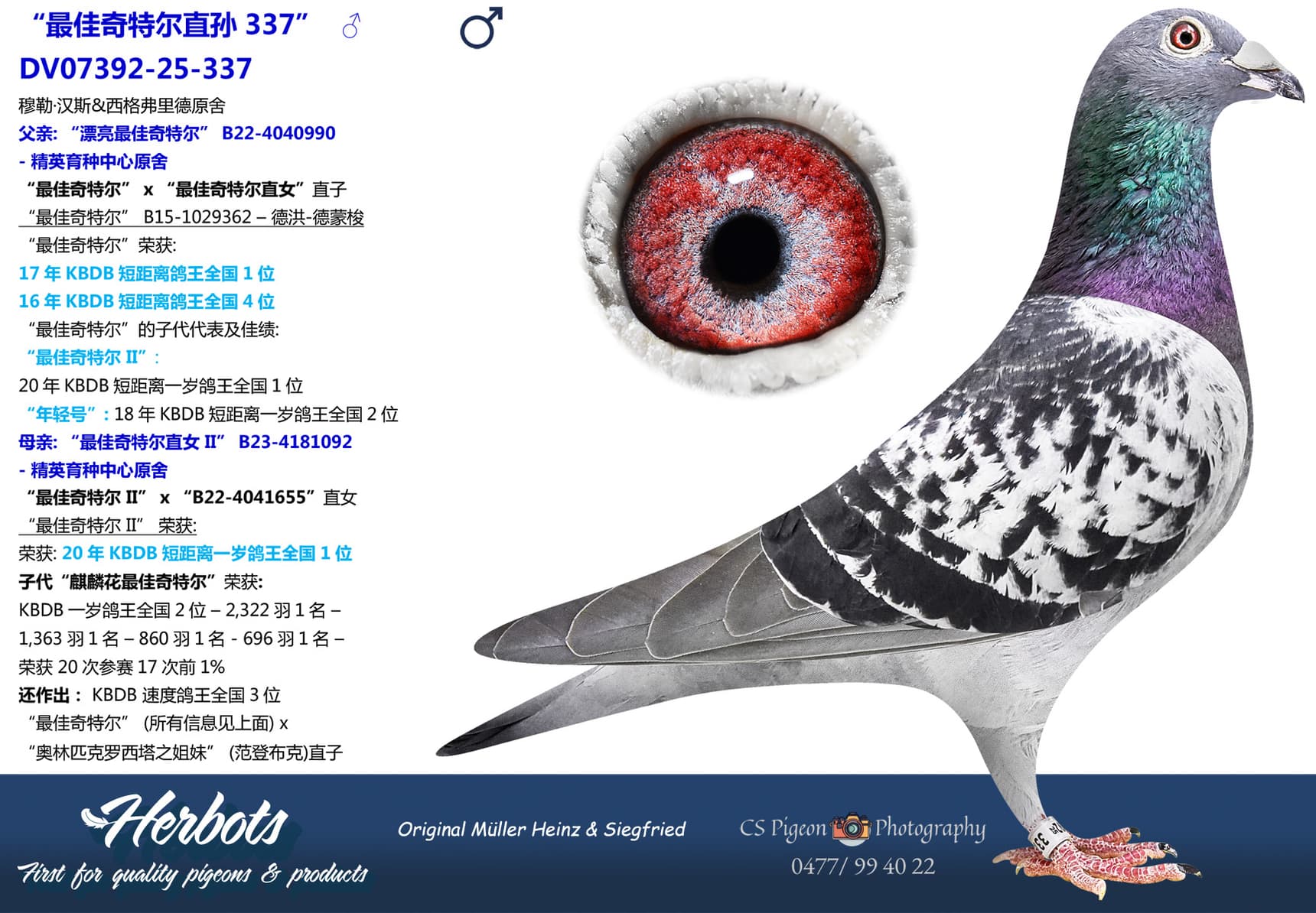 pigeon: undefined