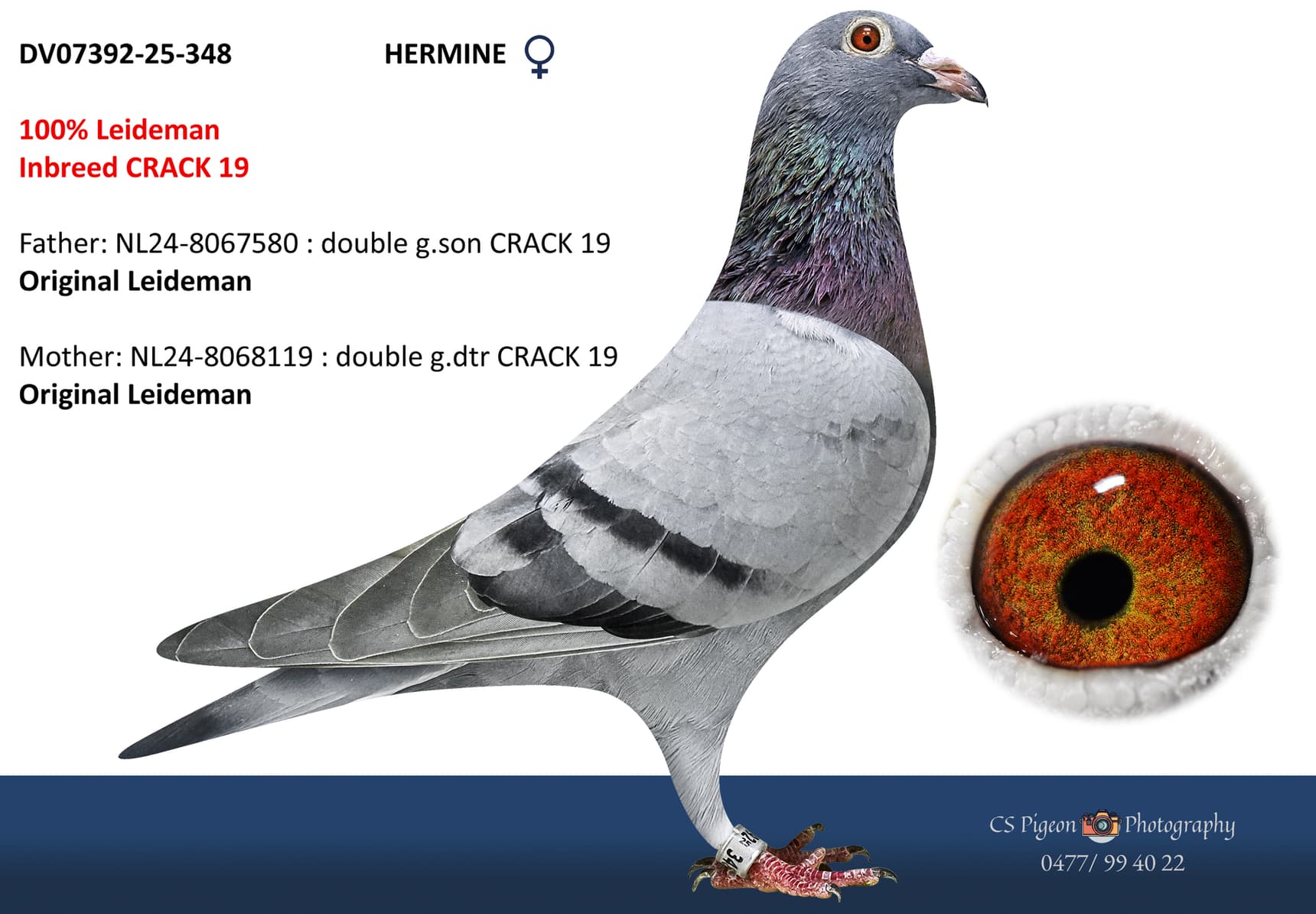 ‘Hermine’
