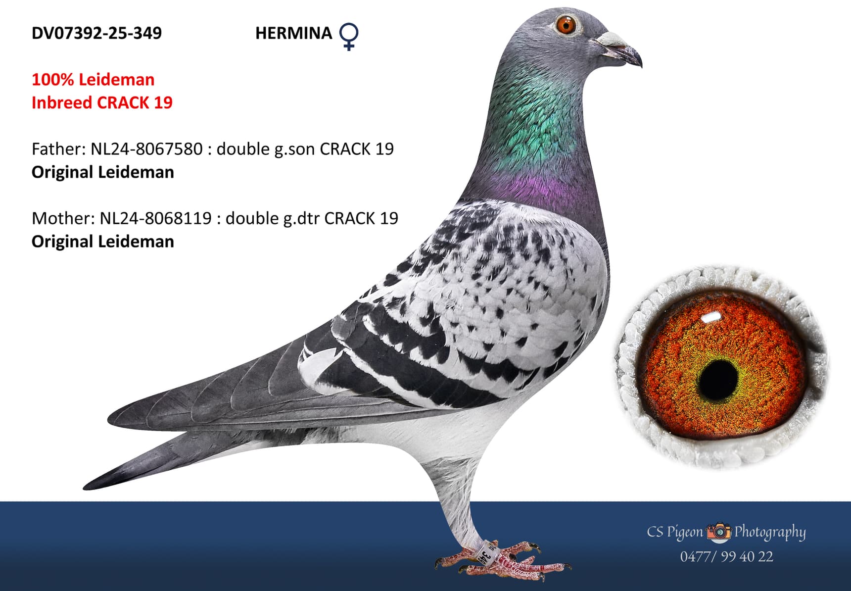 ‘Hermina’