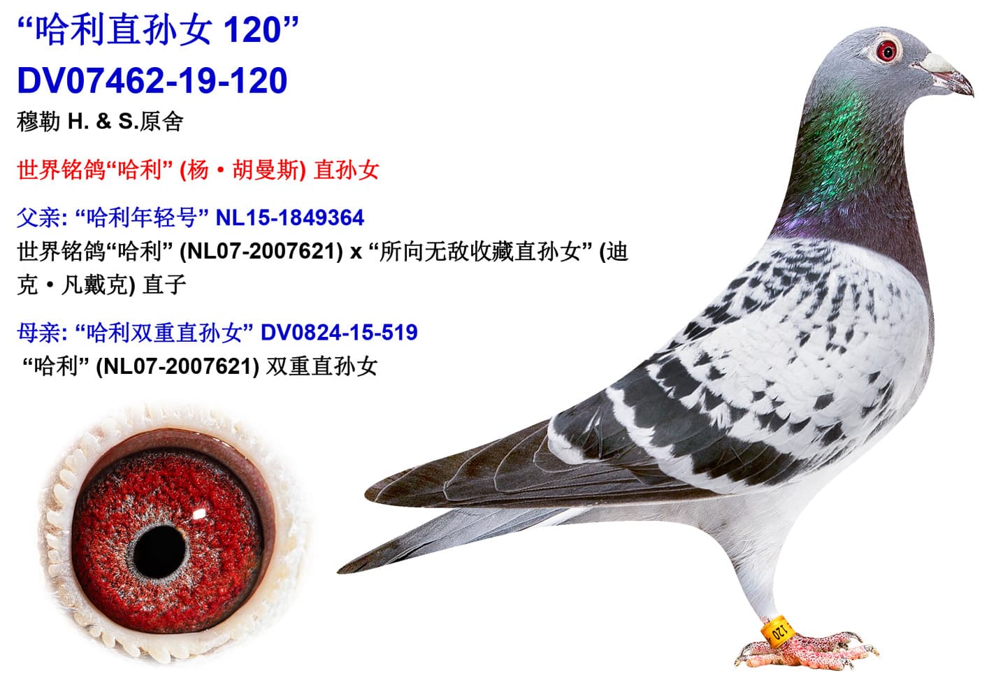 pigeon: undefined
