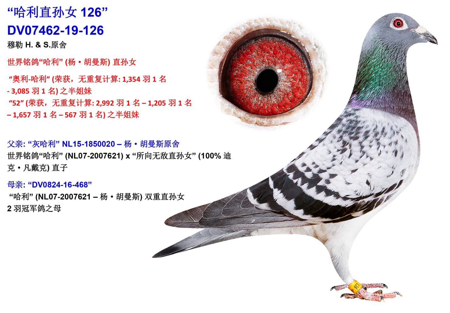 pigeon: undefined