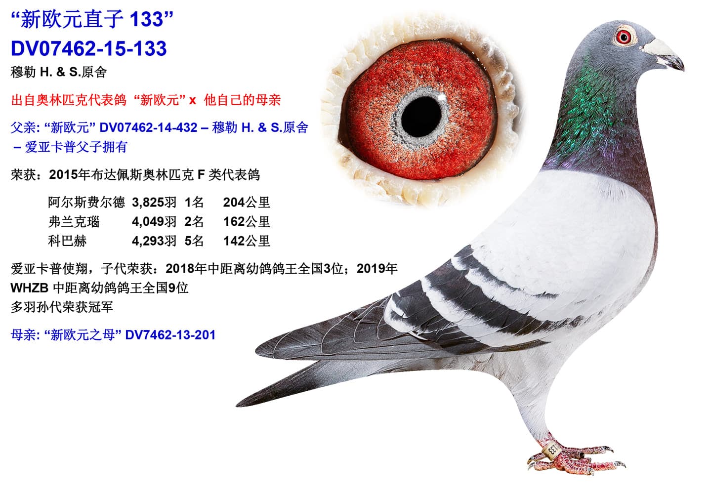 pigeon: undefined