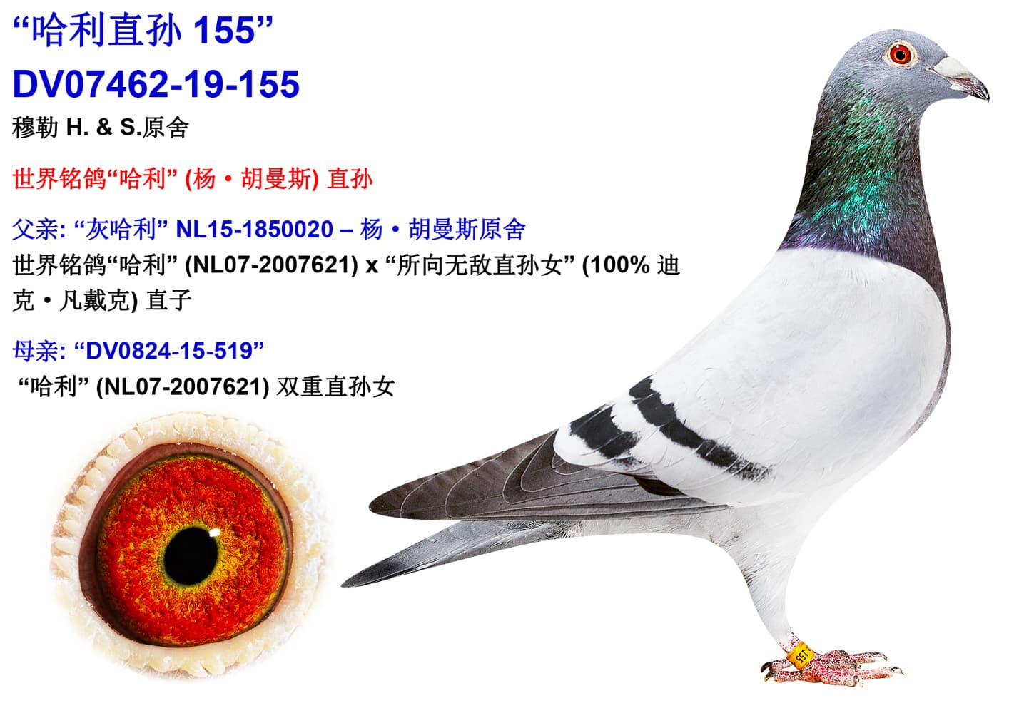 pigeon: undefined