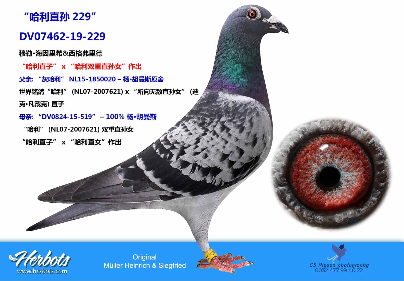 pigeon: “哈利直孙229”