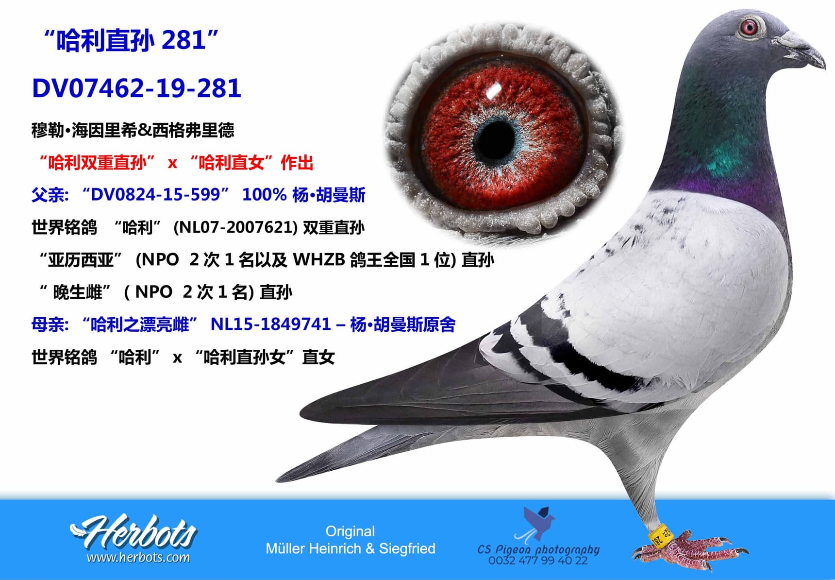 pigeon: “哈利直孙281”
