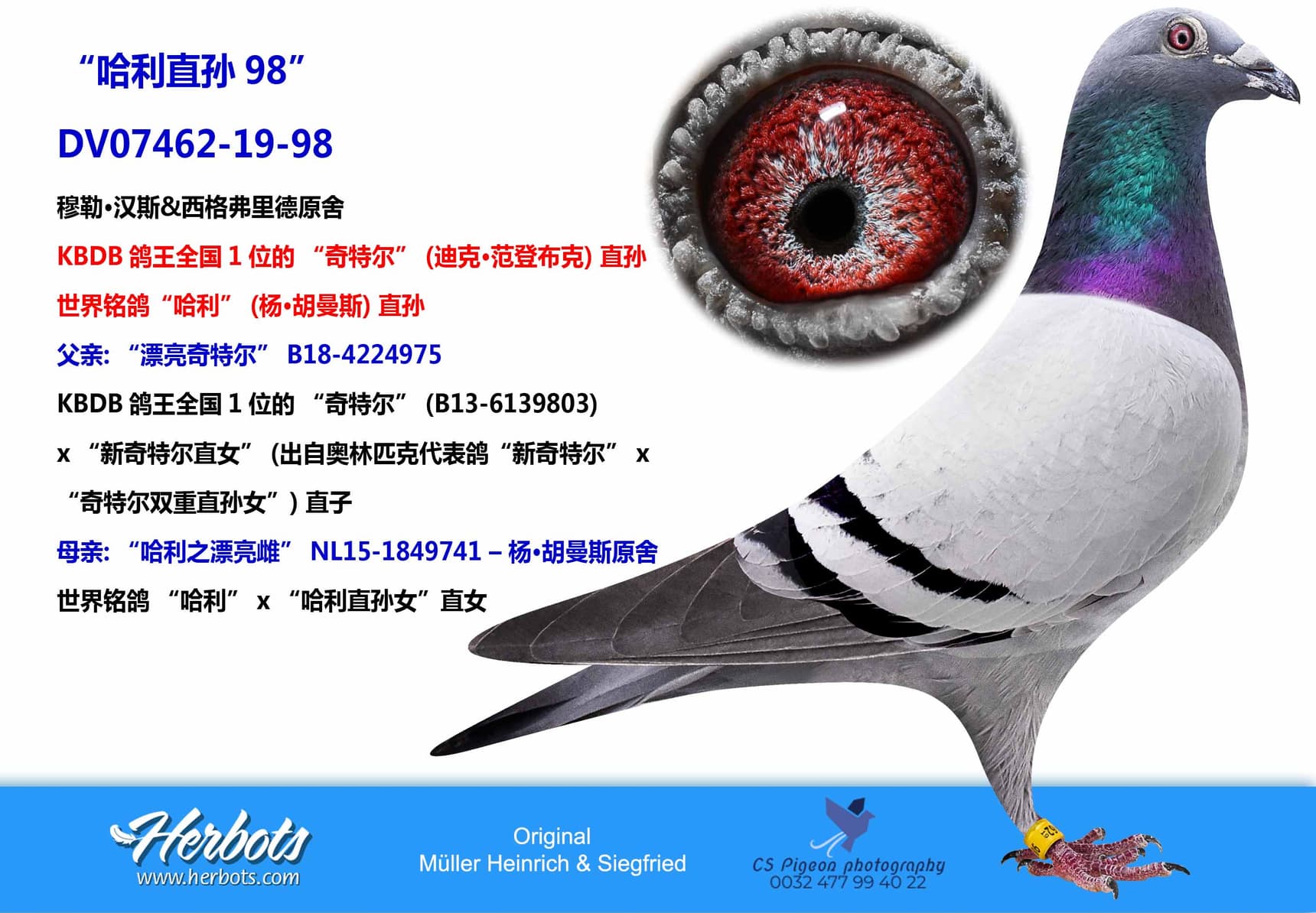 pigeon: “哈利直孙98”