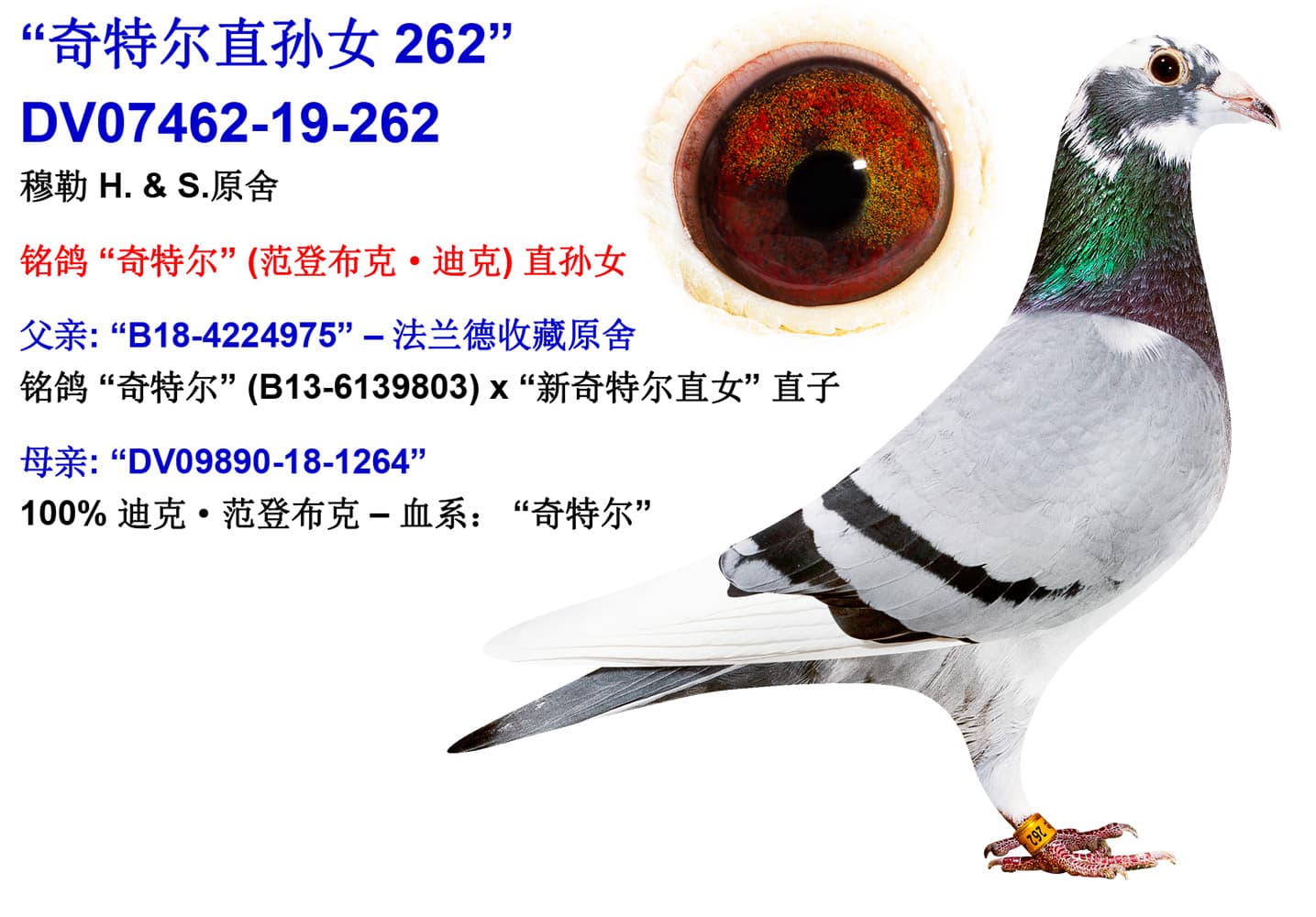 pigeon: undefined