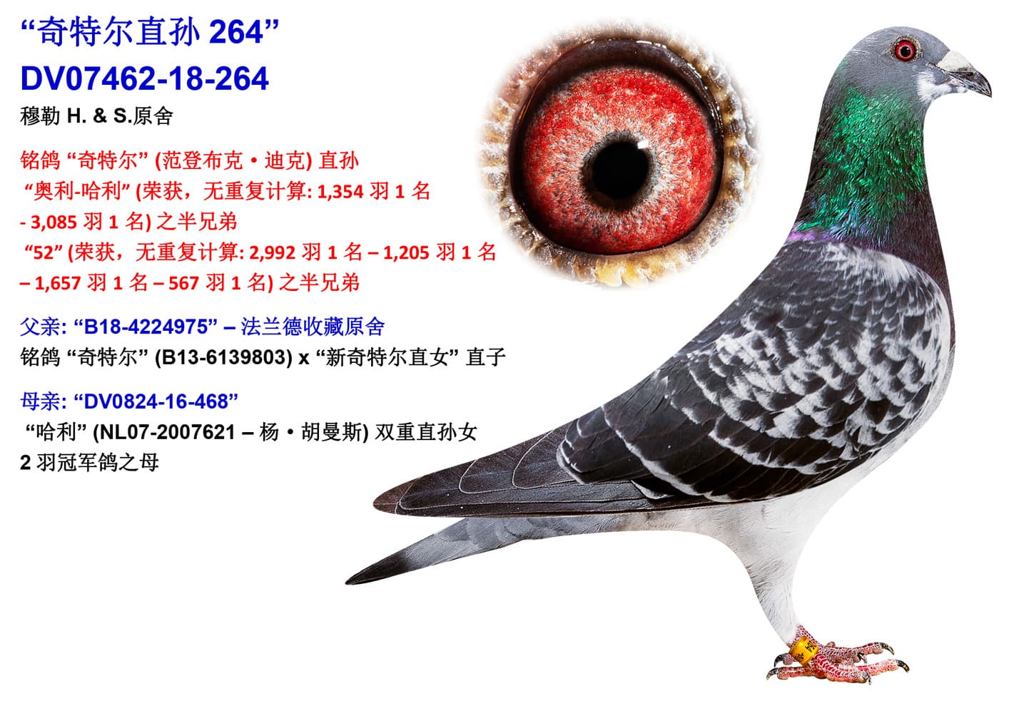 pigeon: undefined
