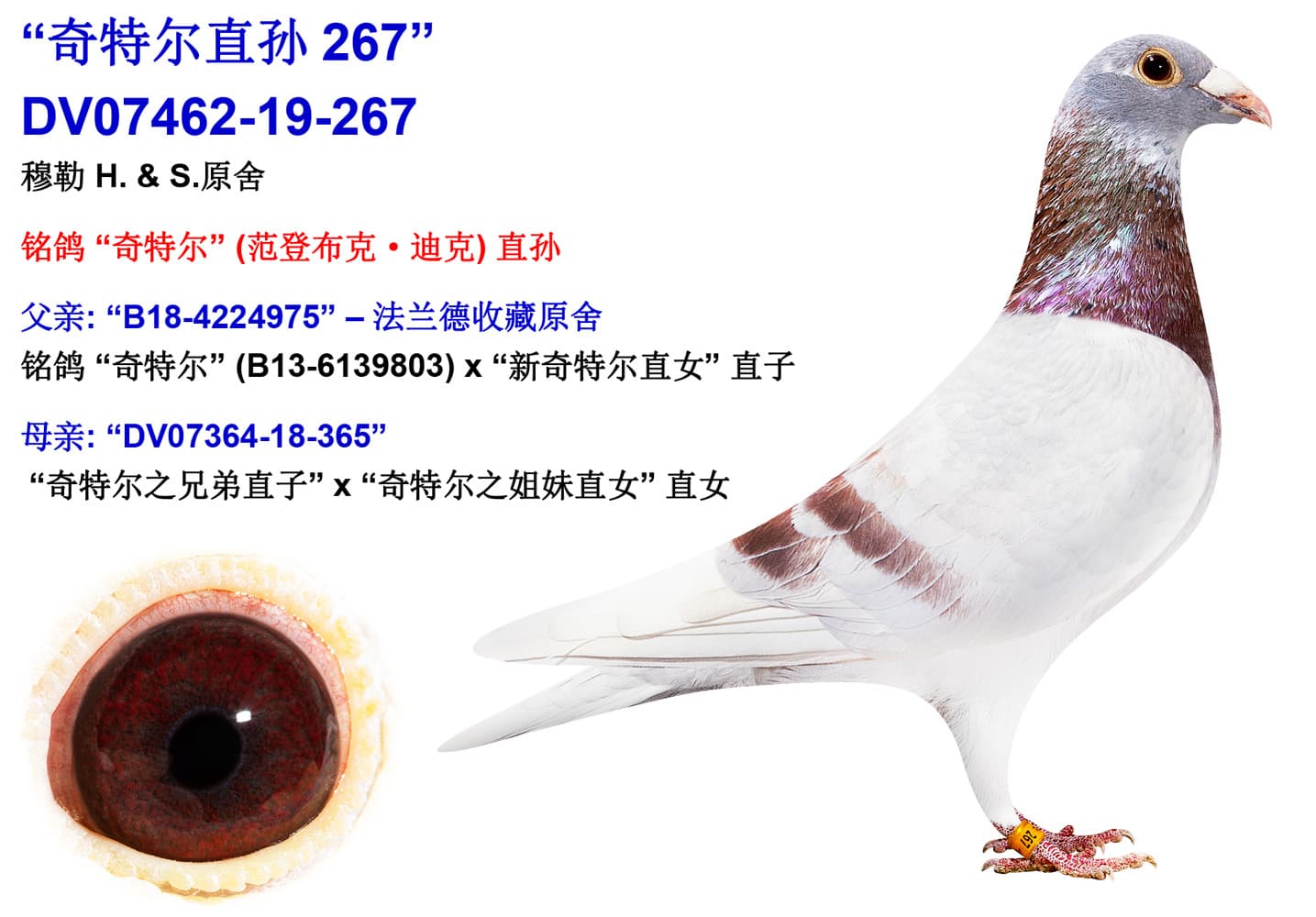pigeon: undefined
