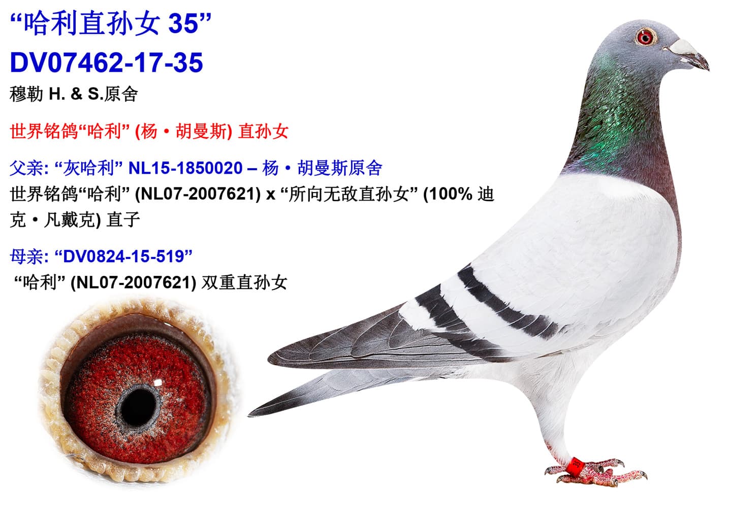 pigeon: undefined