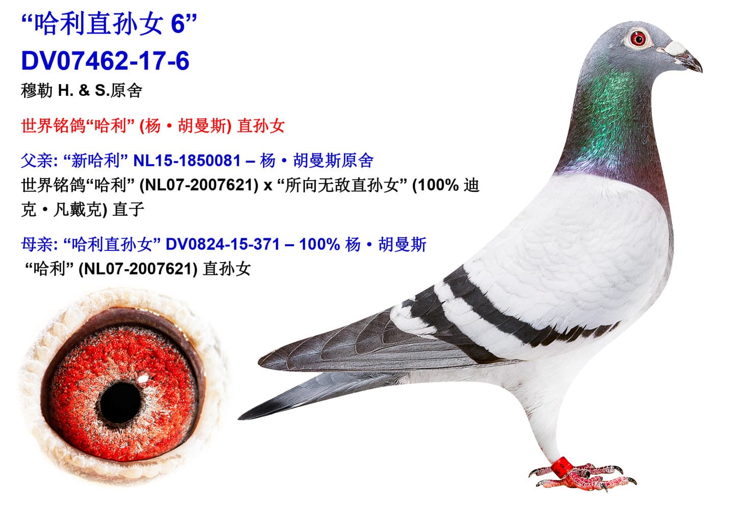 pigeon: undefined