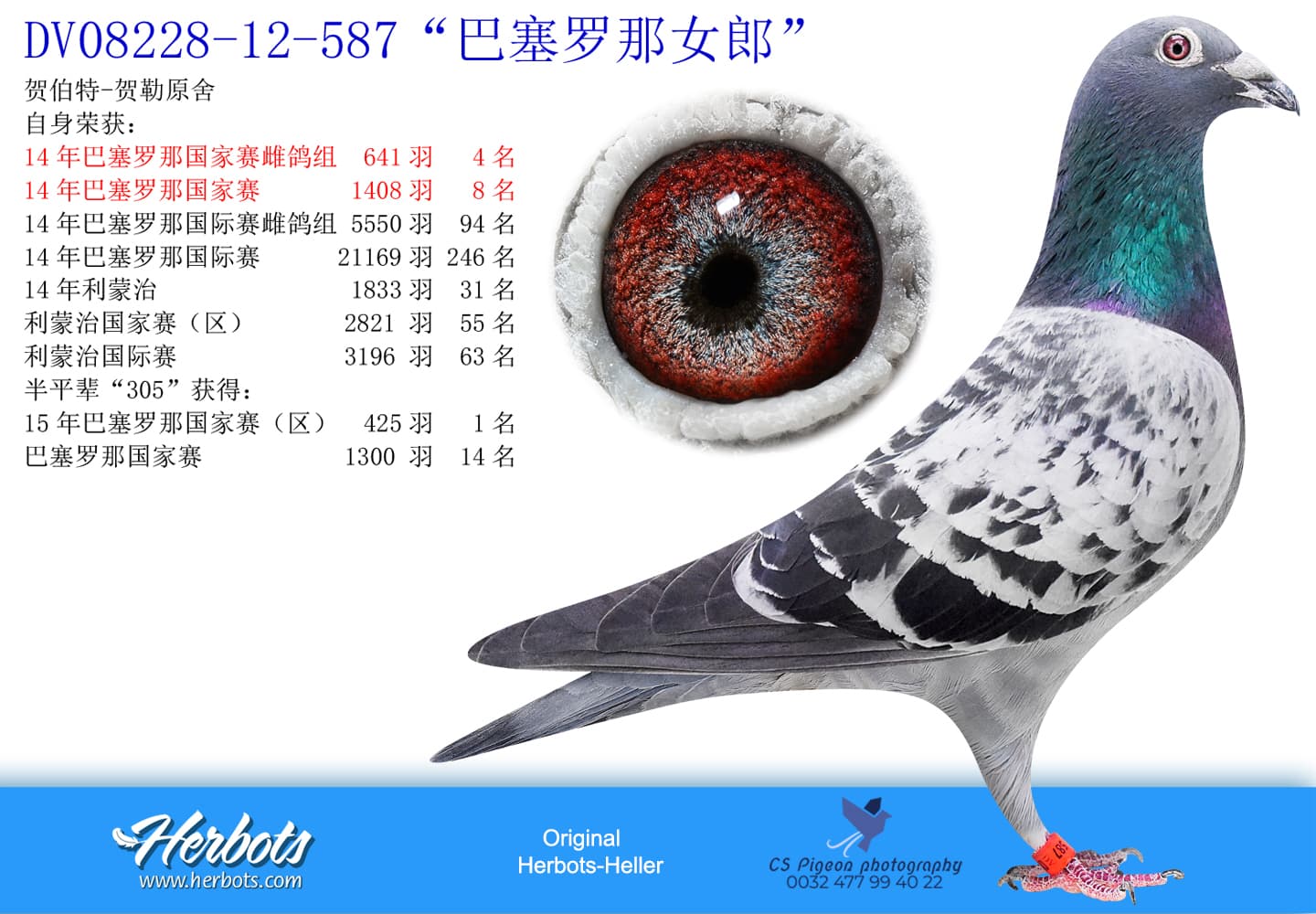 pigeon: “巴塞罗那女郎”