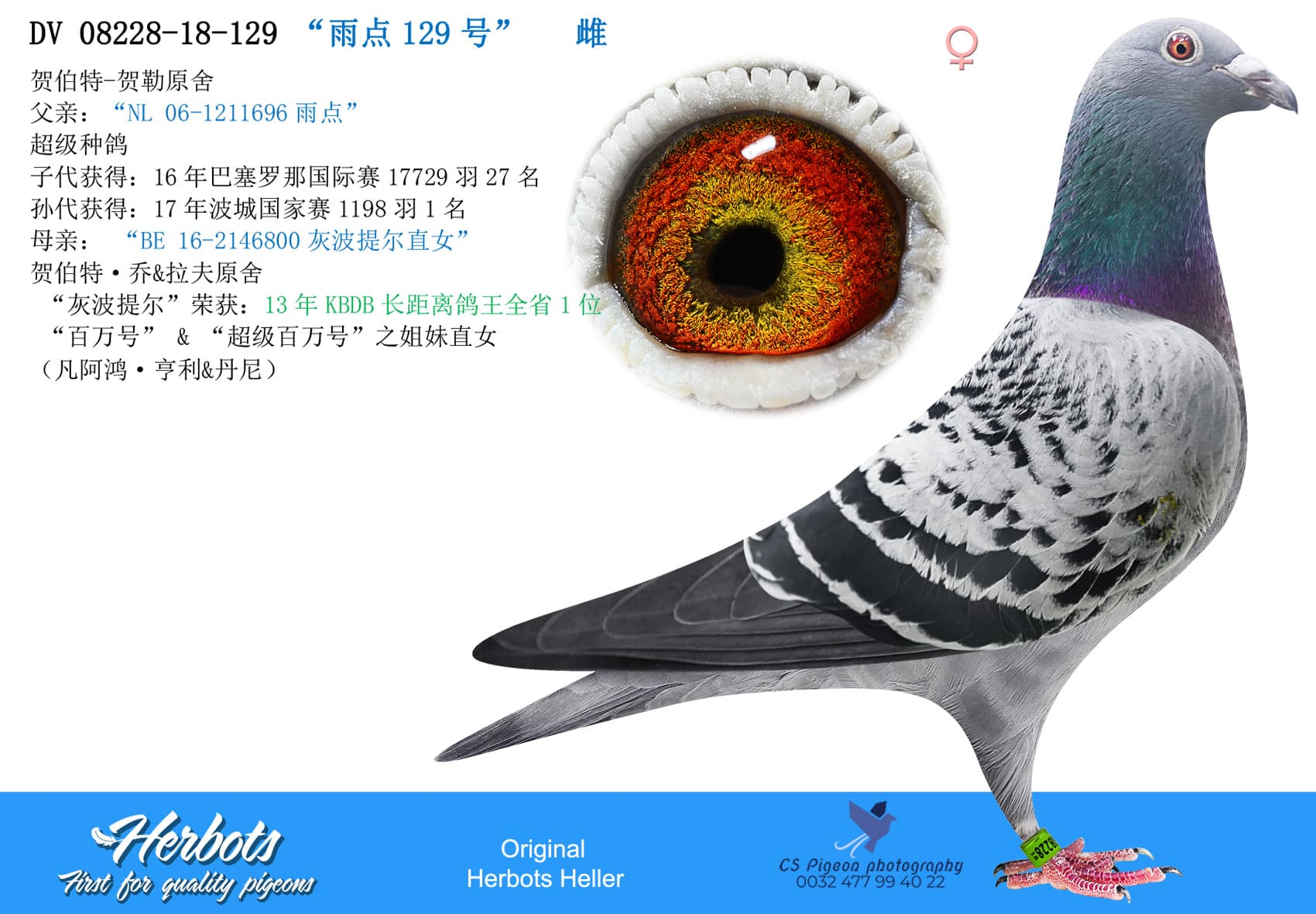 pigeon: undefined