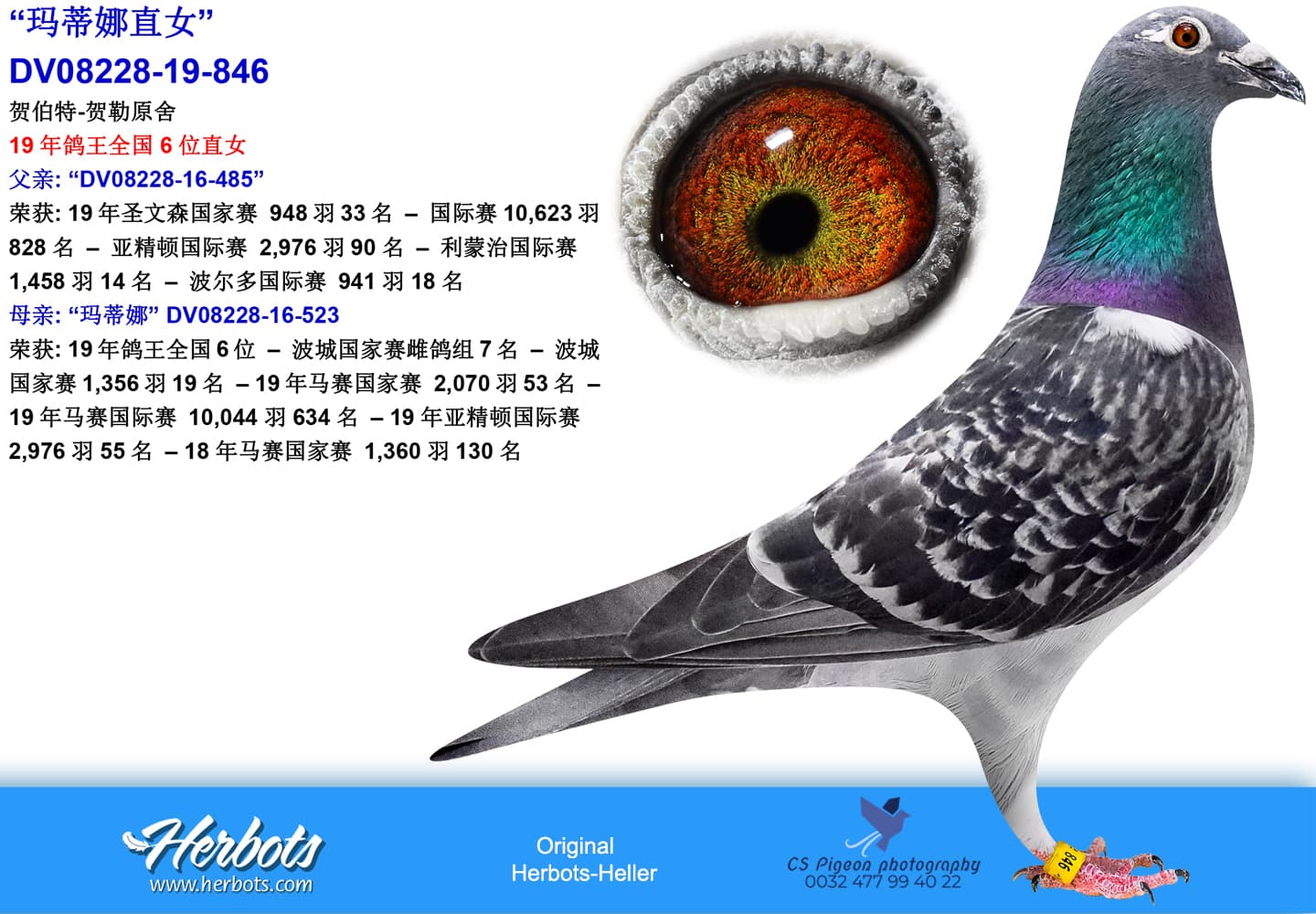 pigeon: “玛蒂娜直女”