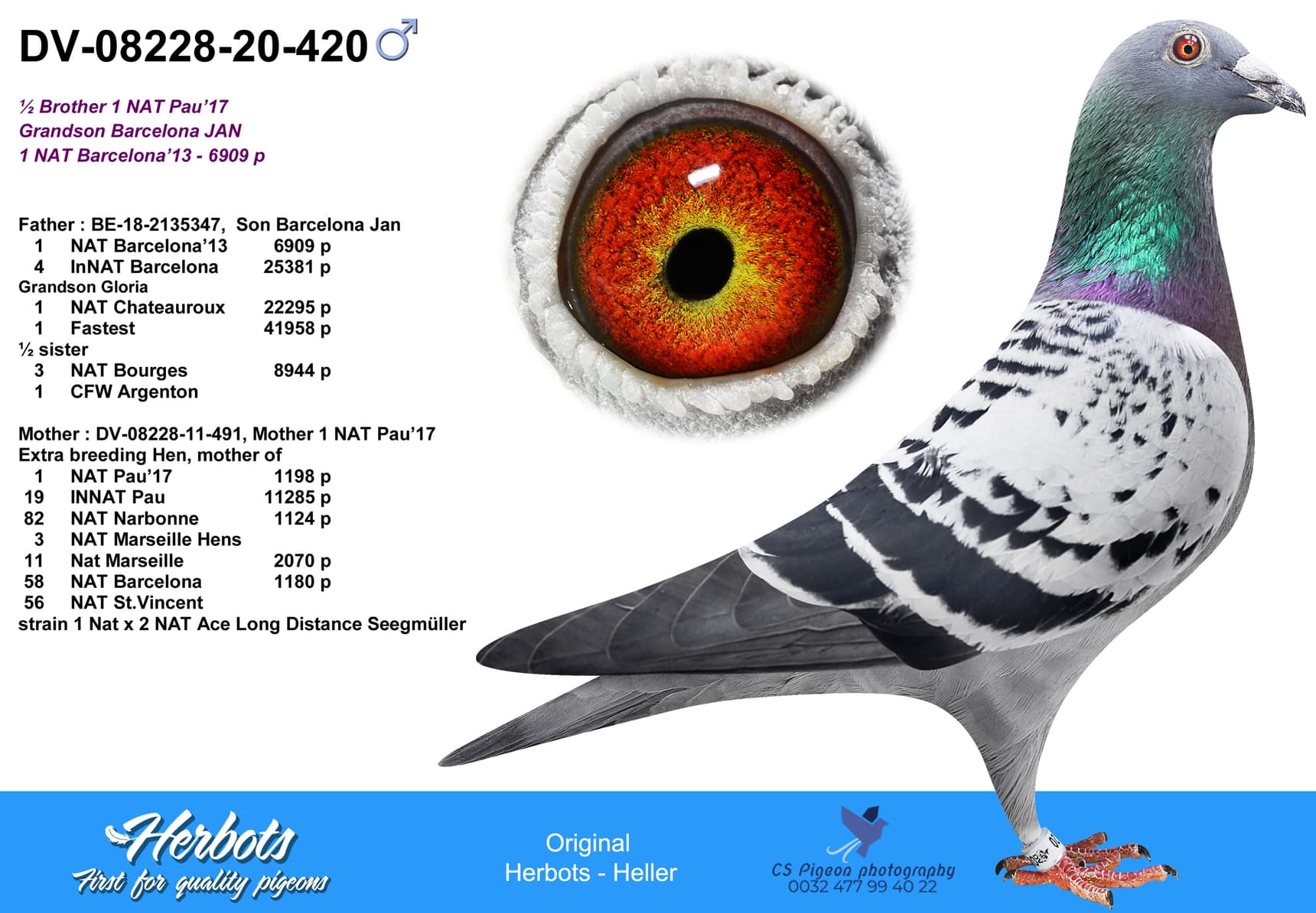 pigeon: Half brother 1 Nat Pau