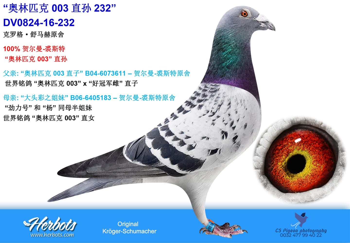 pigeon: “奥林匹克 003直孙232”