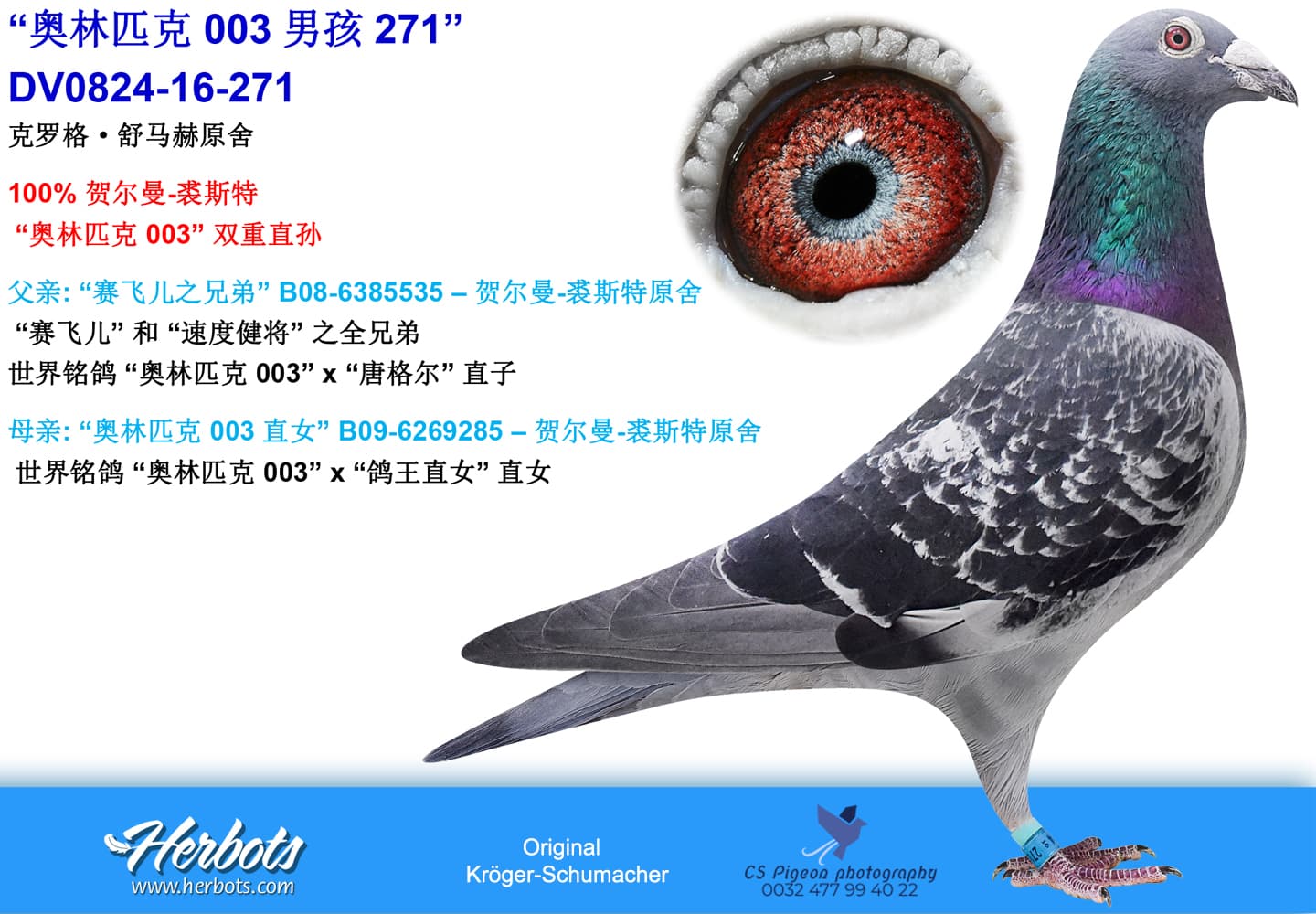 pigeon: “奥林匹克 003男孩271”