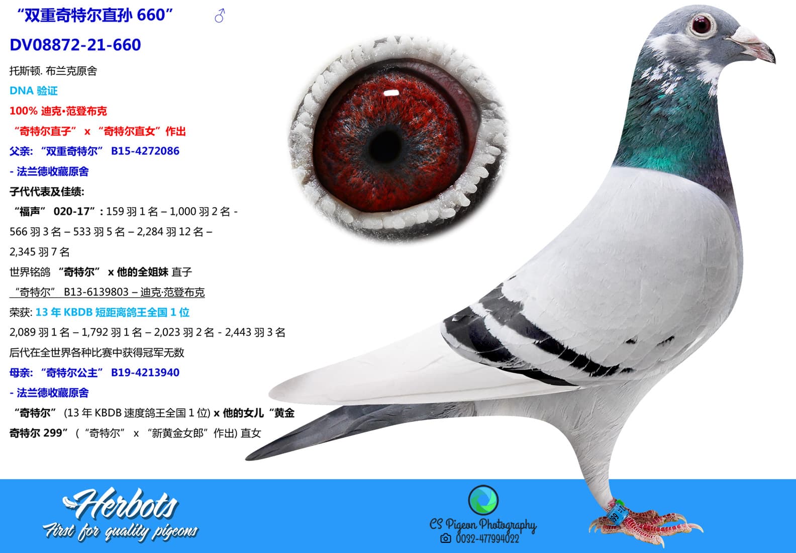 pigeon: undefined